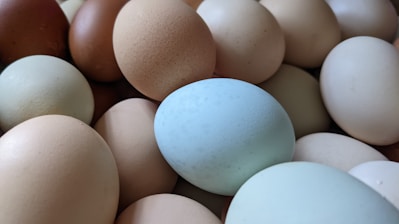 A collection of domestic embryos ready for sale.