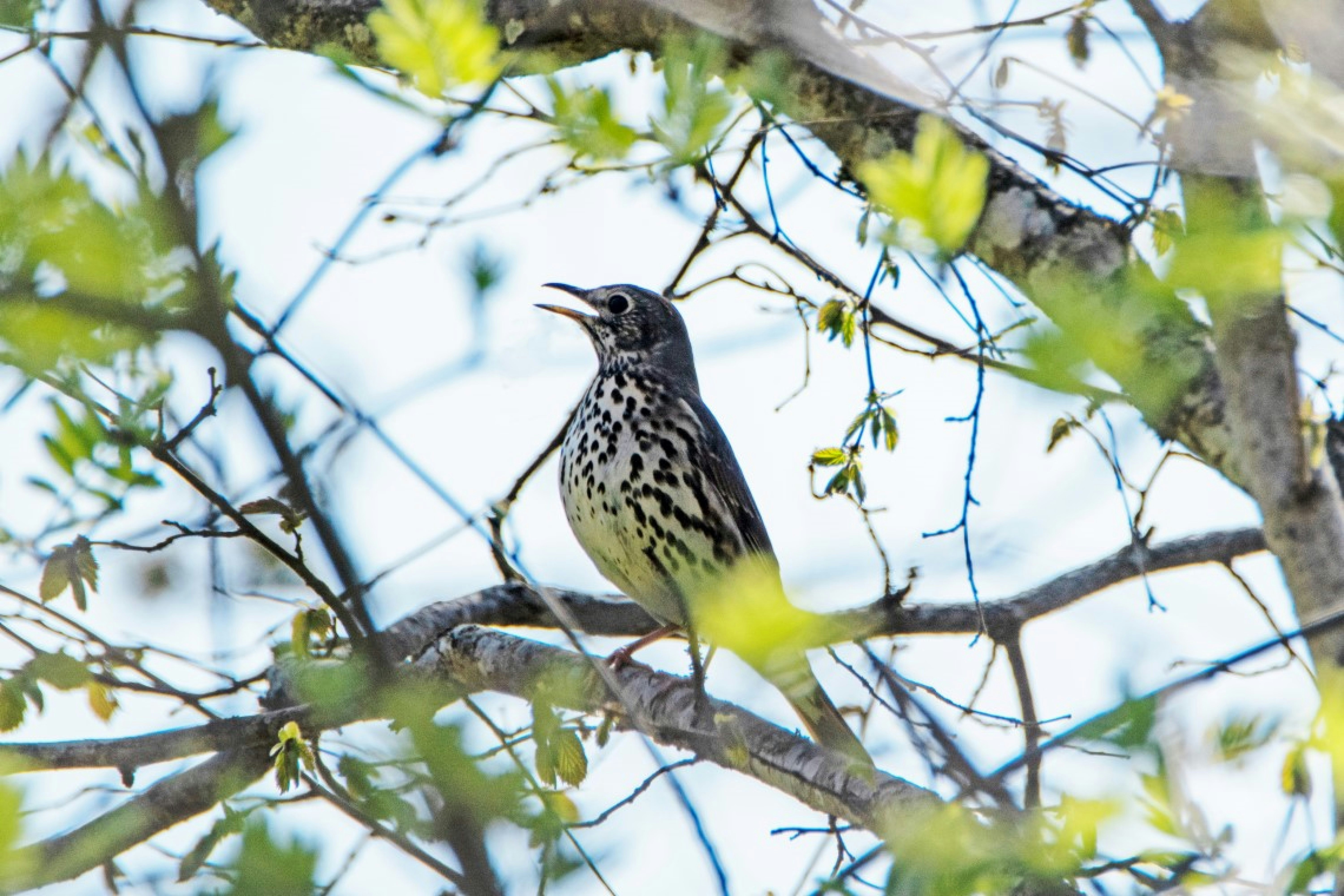 Photo by peepsaluvee