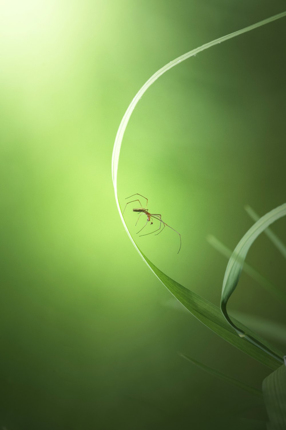 a spider crawling on a blade of grass