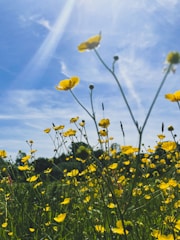 Beautiful field of wildflowers under a bright sky, symbolizing natural healing.
