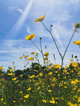 Beautiful field of wildflowers under a bright sky, symbolizing natural healing.