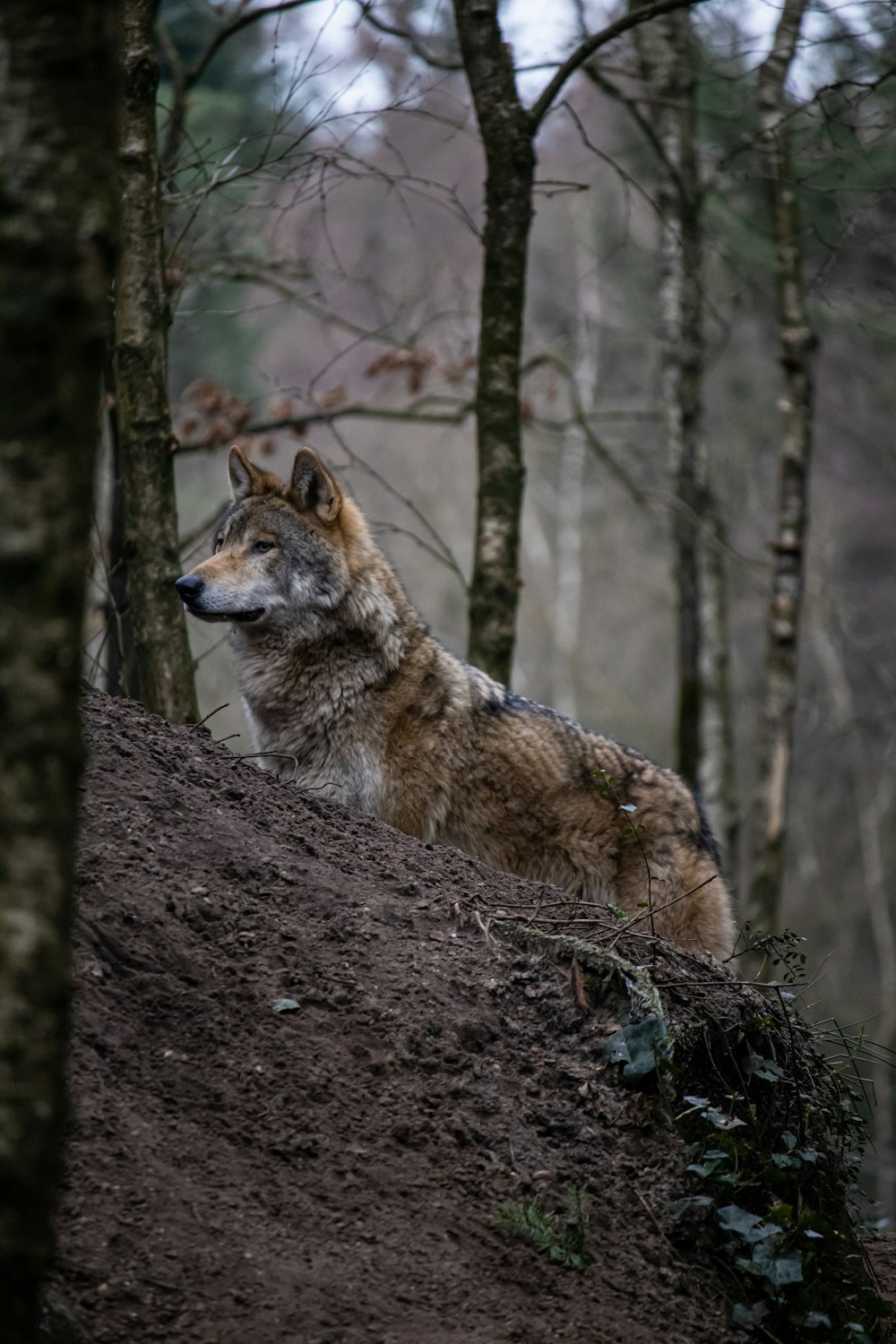 a wolf sitting on top of a hill in the woods