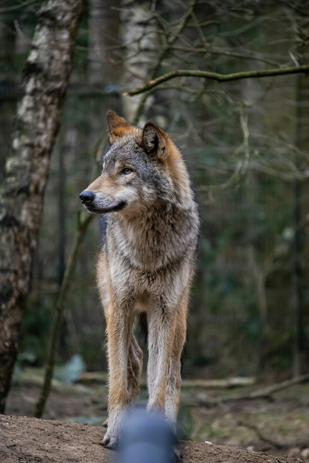 a wolf standing on a rock in a forest