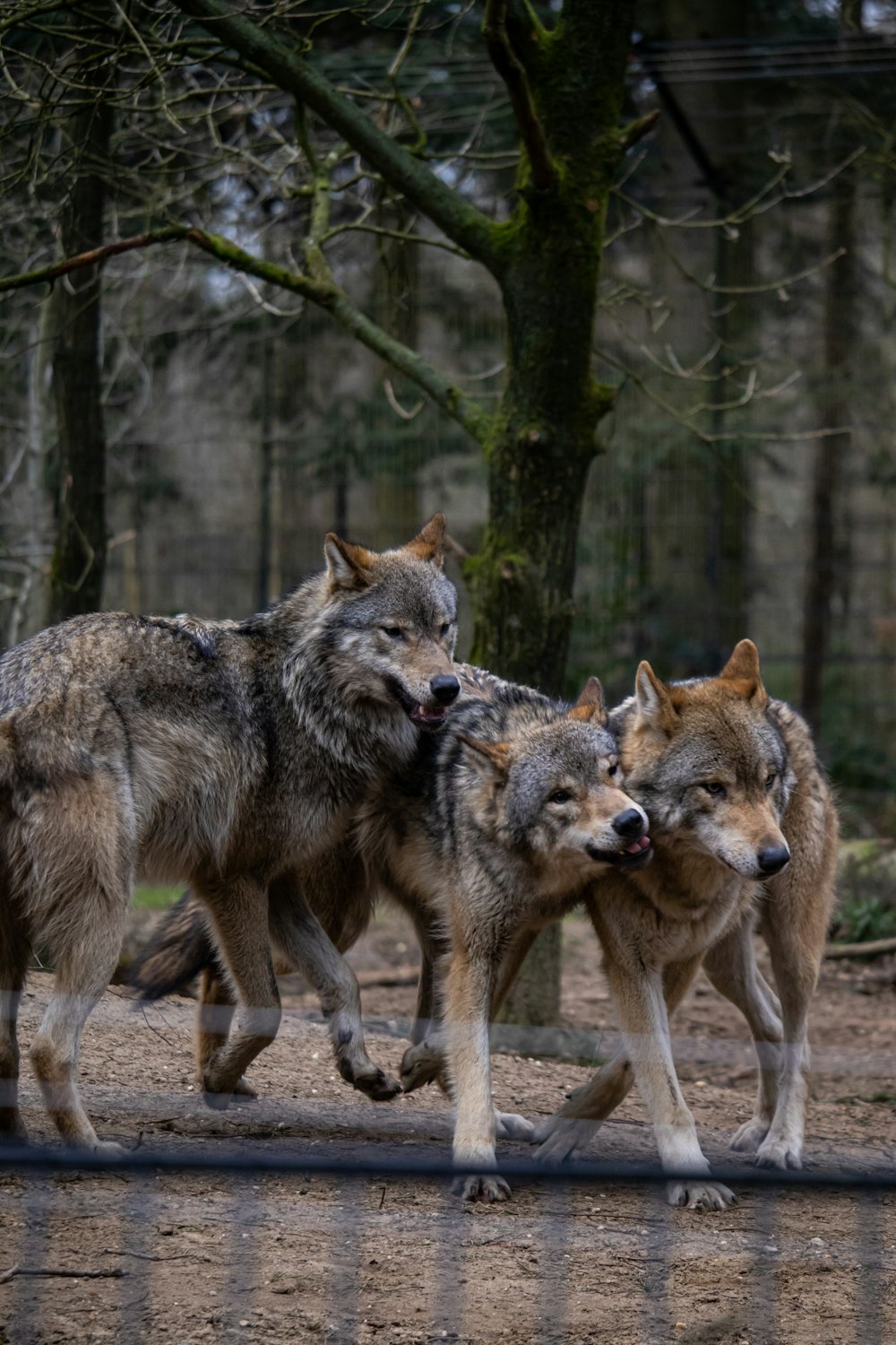 a group of three wolfs walking across a dirt field