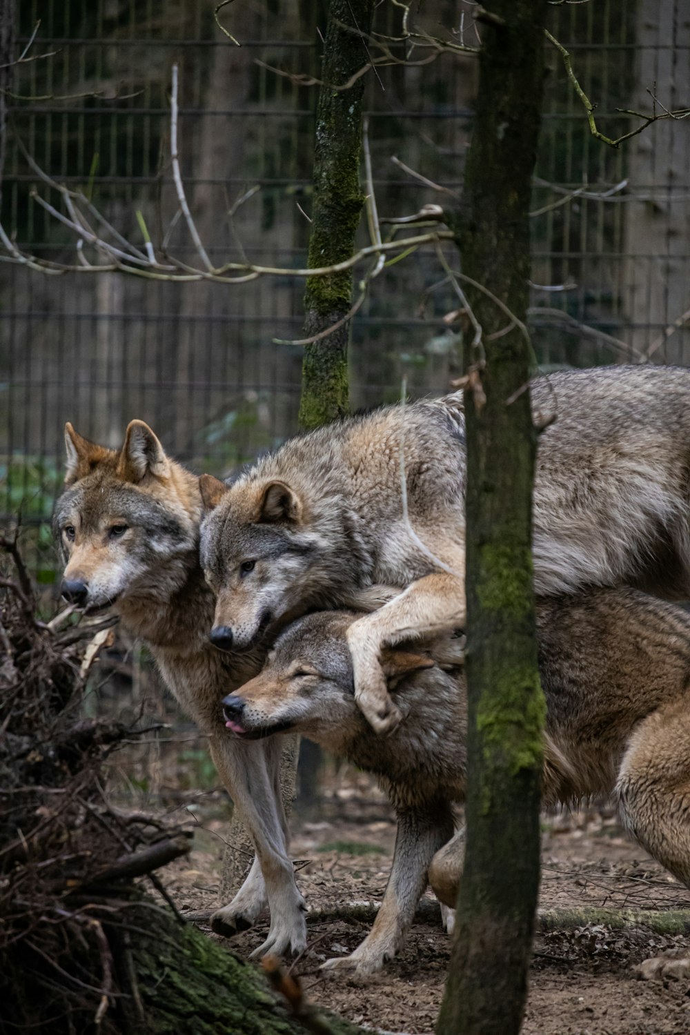 a group of wolfs in a fenced in area