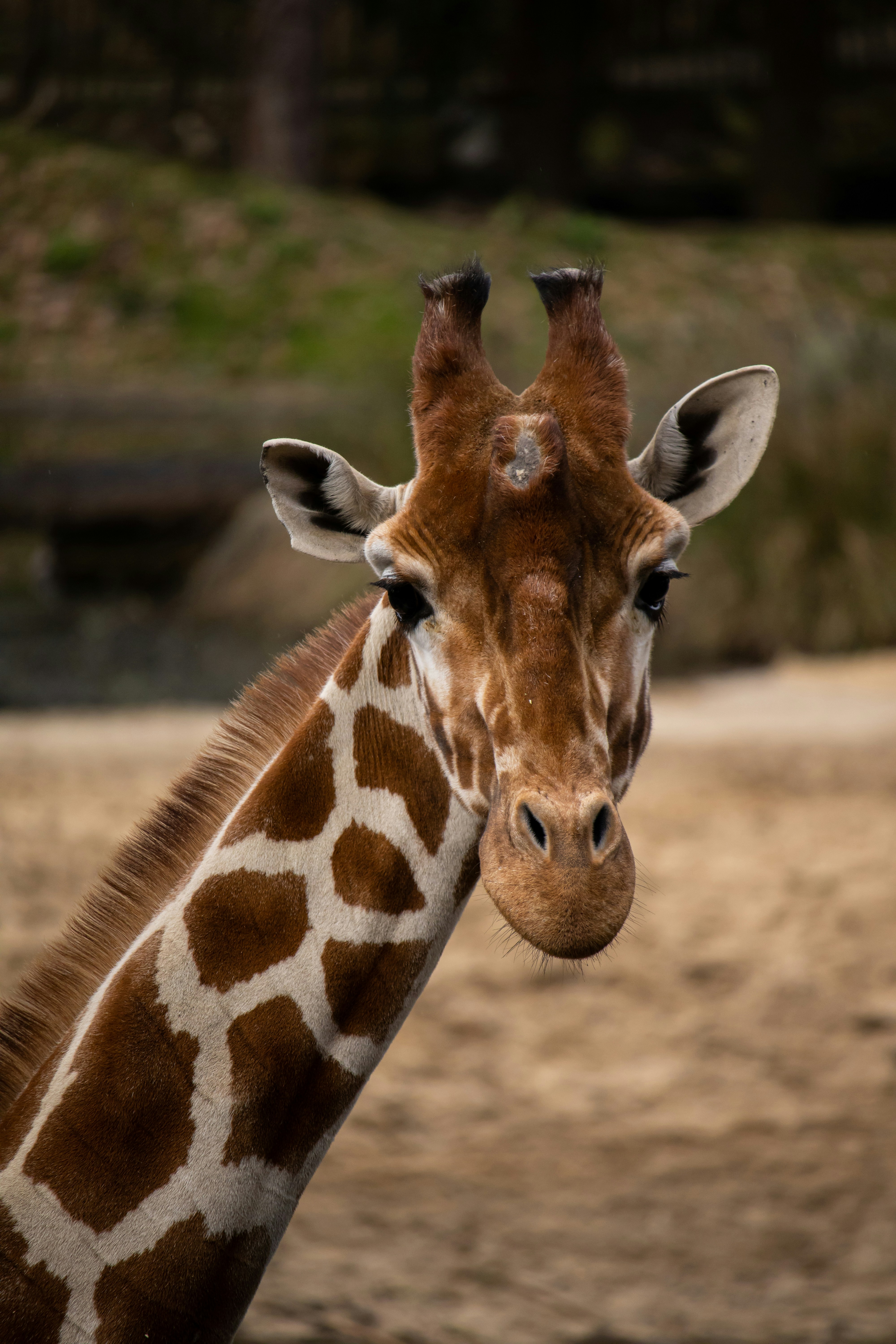 a close up of a giraffe's head and neck