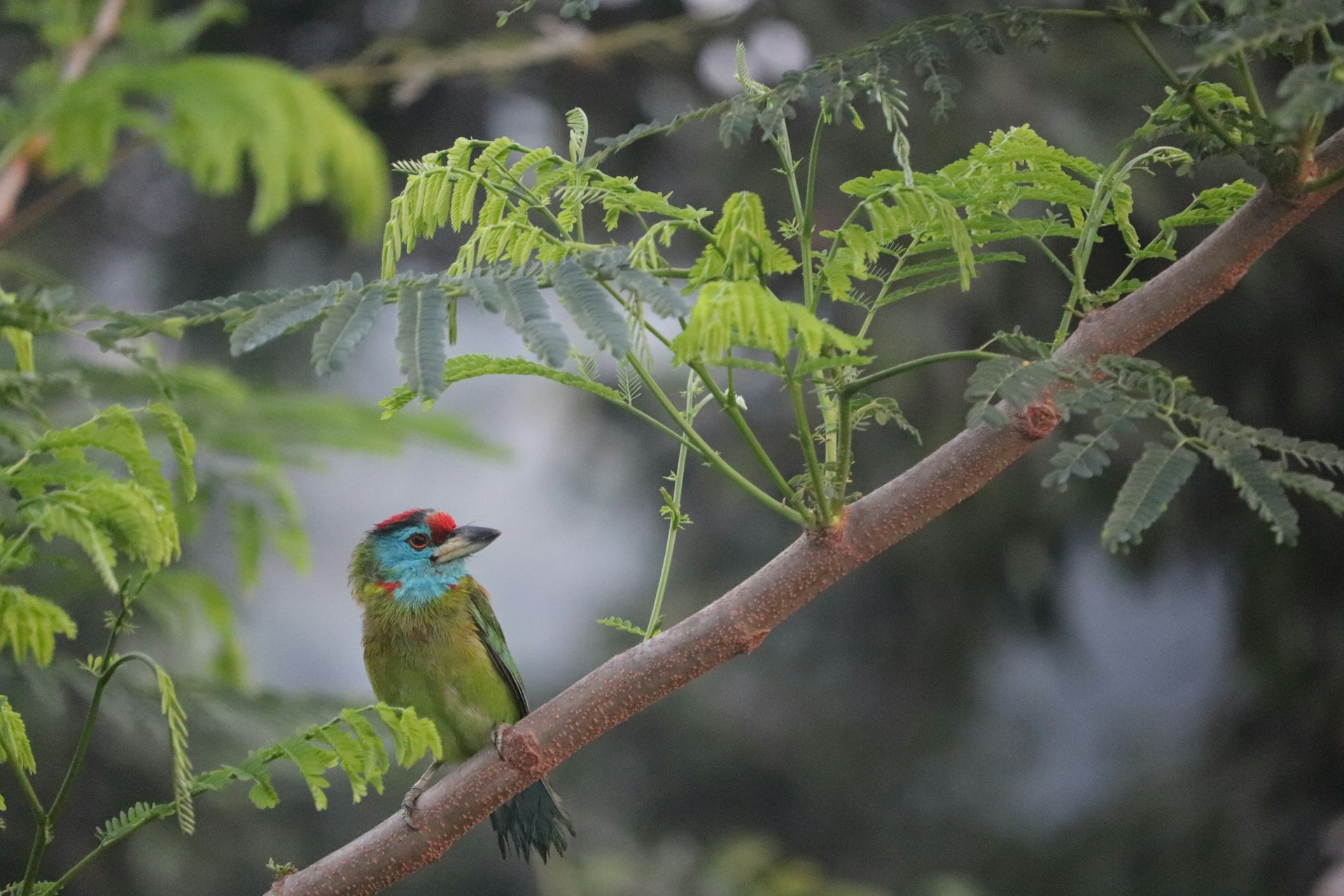 A close-up of a colorful bird perched on a branch, with the rich earth tones of the safari landscape blurred in the background.