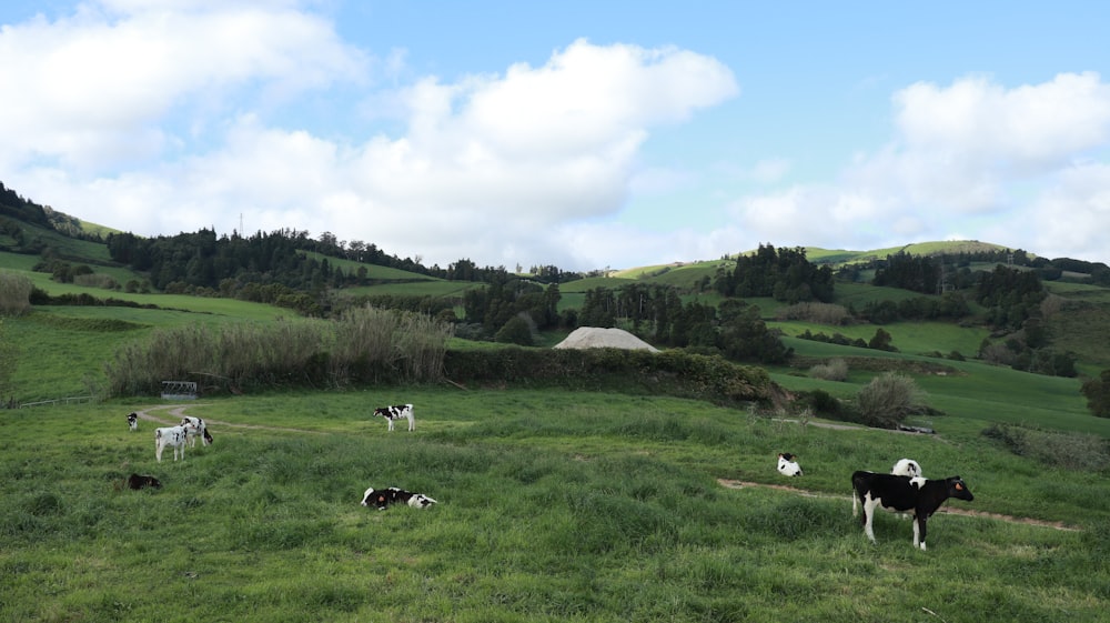 a herd of cattle grazing on a lush green hillside