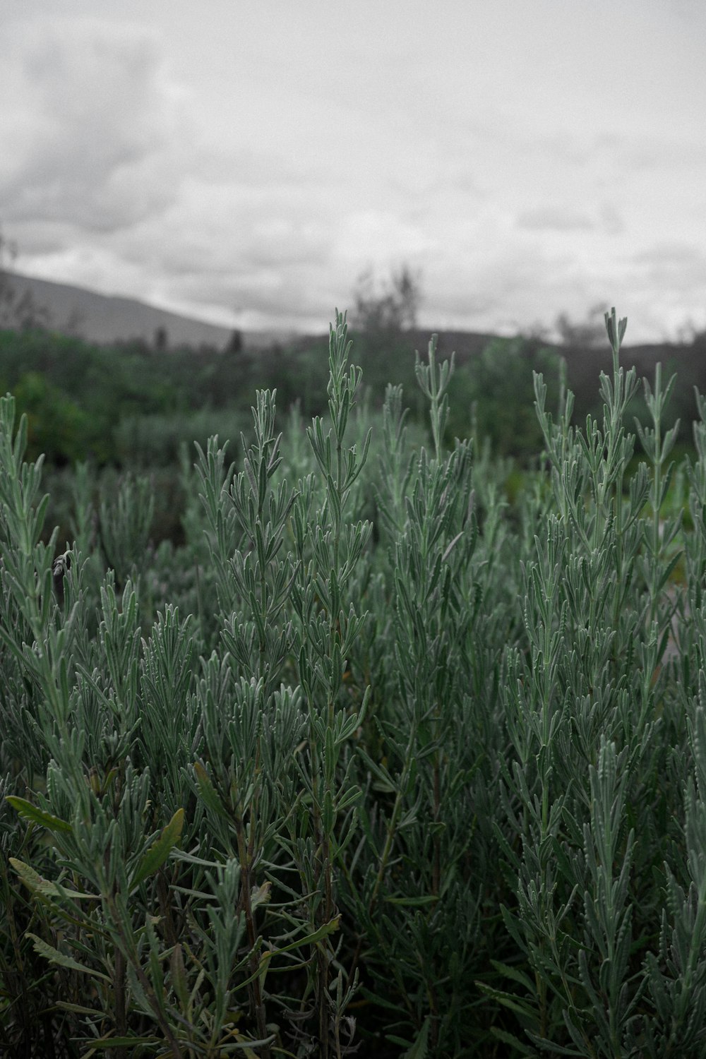 a black and white photo of a bush