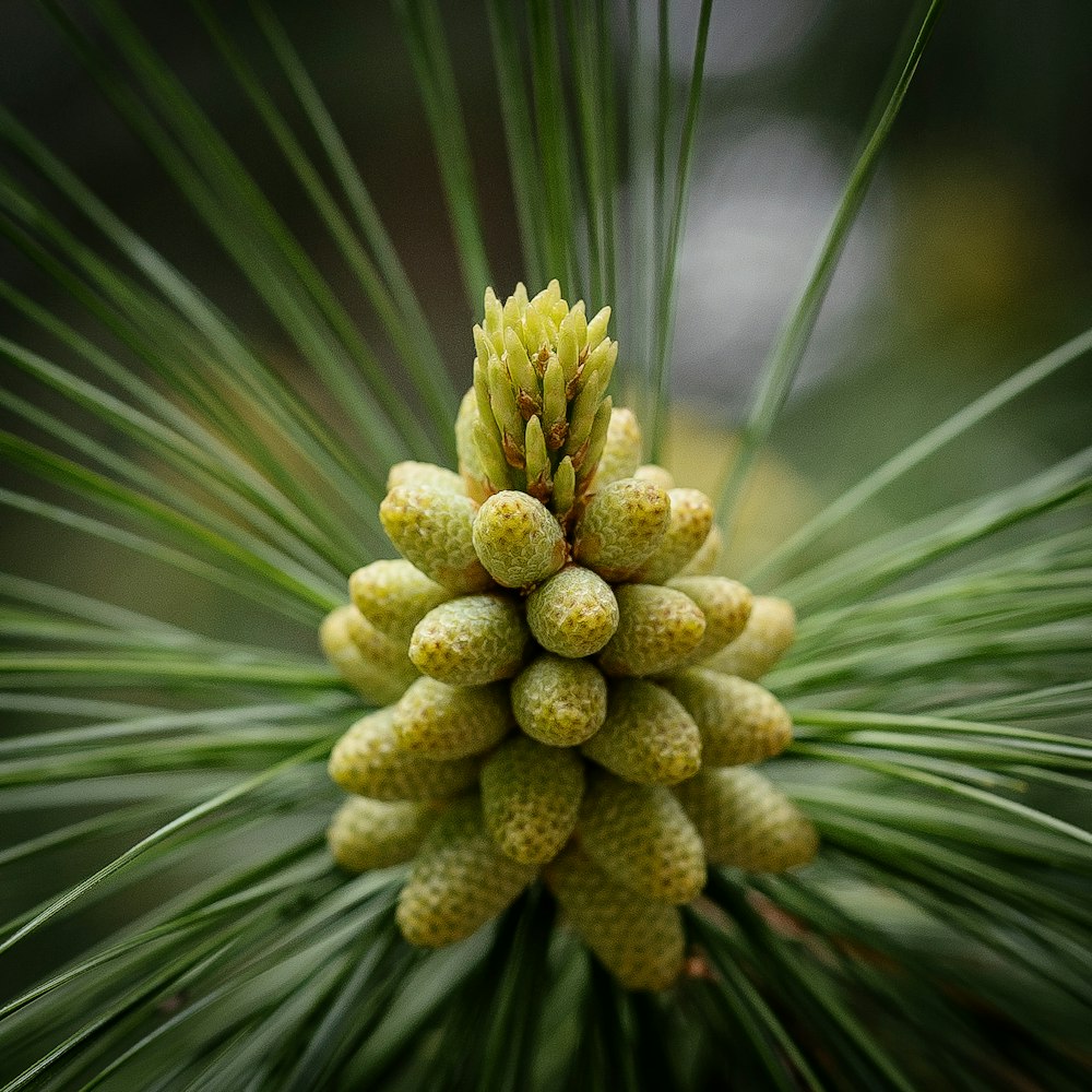 a close up of a pine cone on a tree