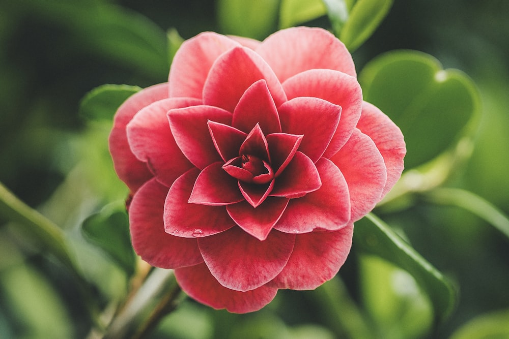 a red flower with green leaves in the background