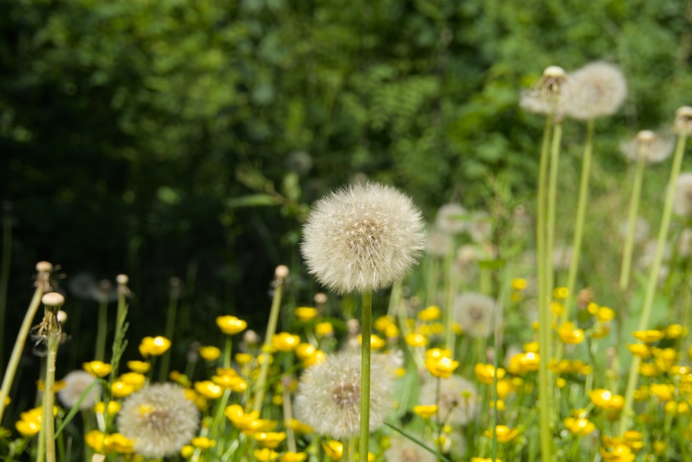 a field full of yellow and white flowers