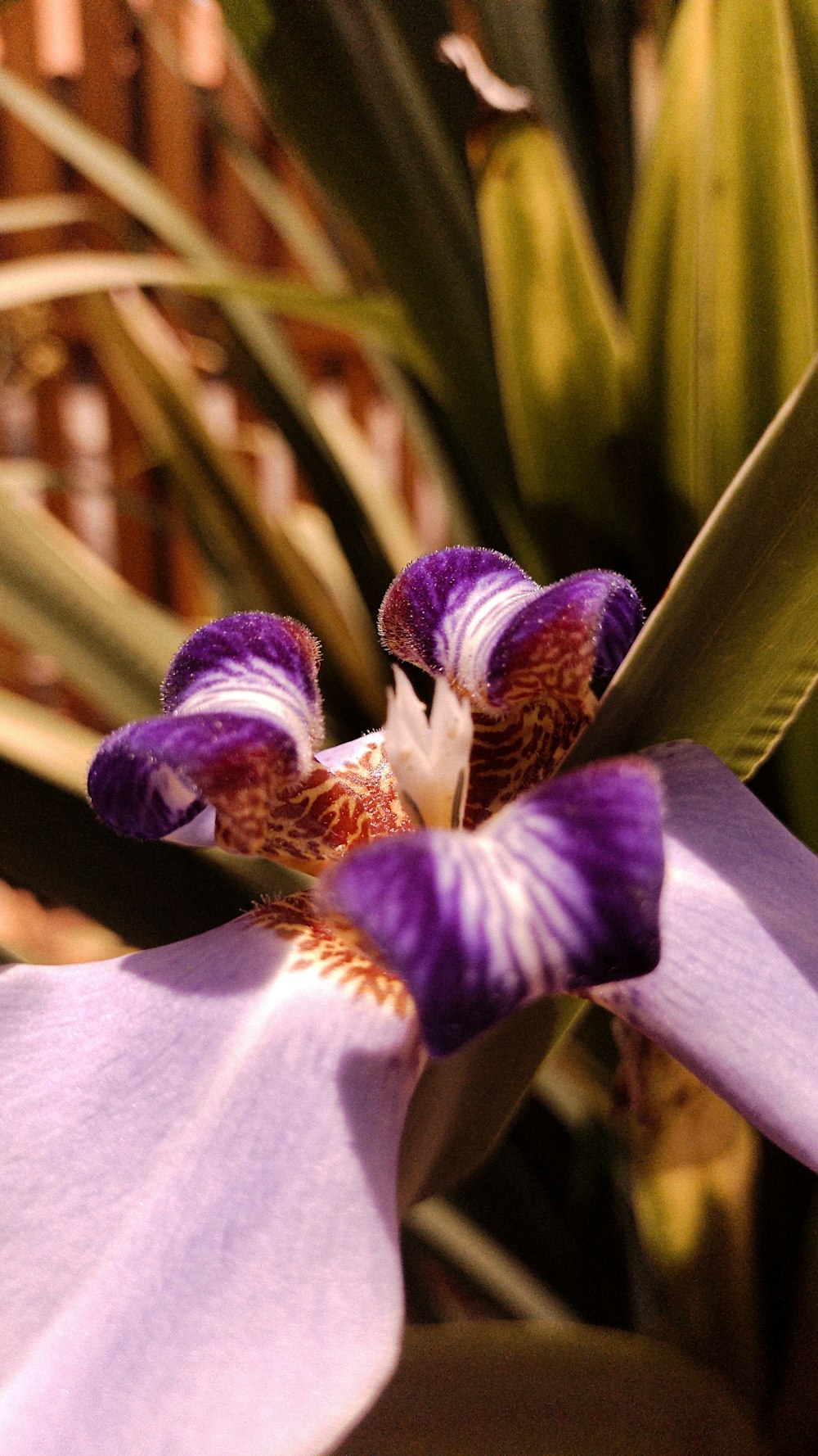 a close up of a purple and white flower