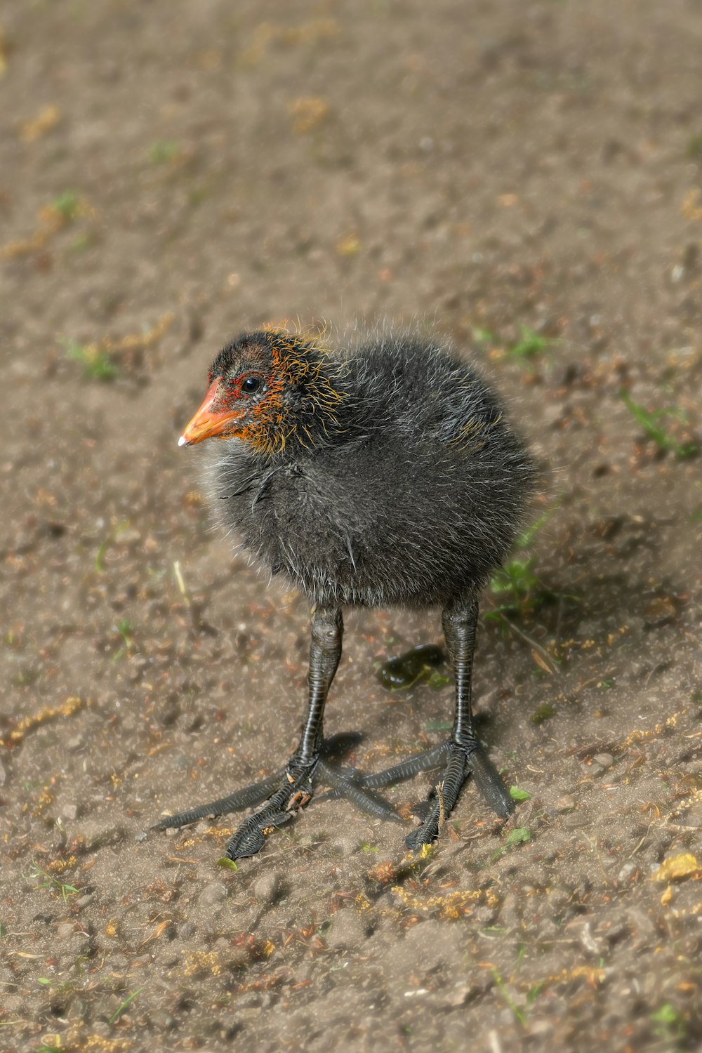 Un piccolo uccello in piedi sulla cima di un campo sporco