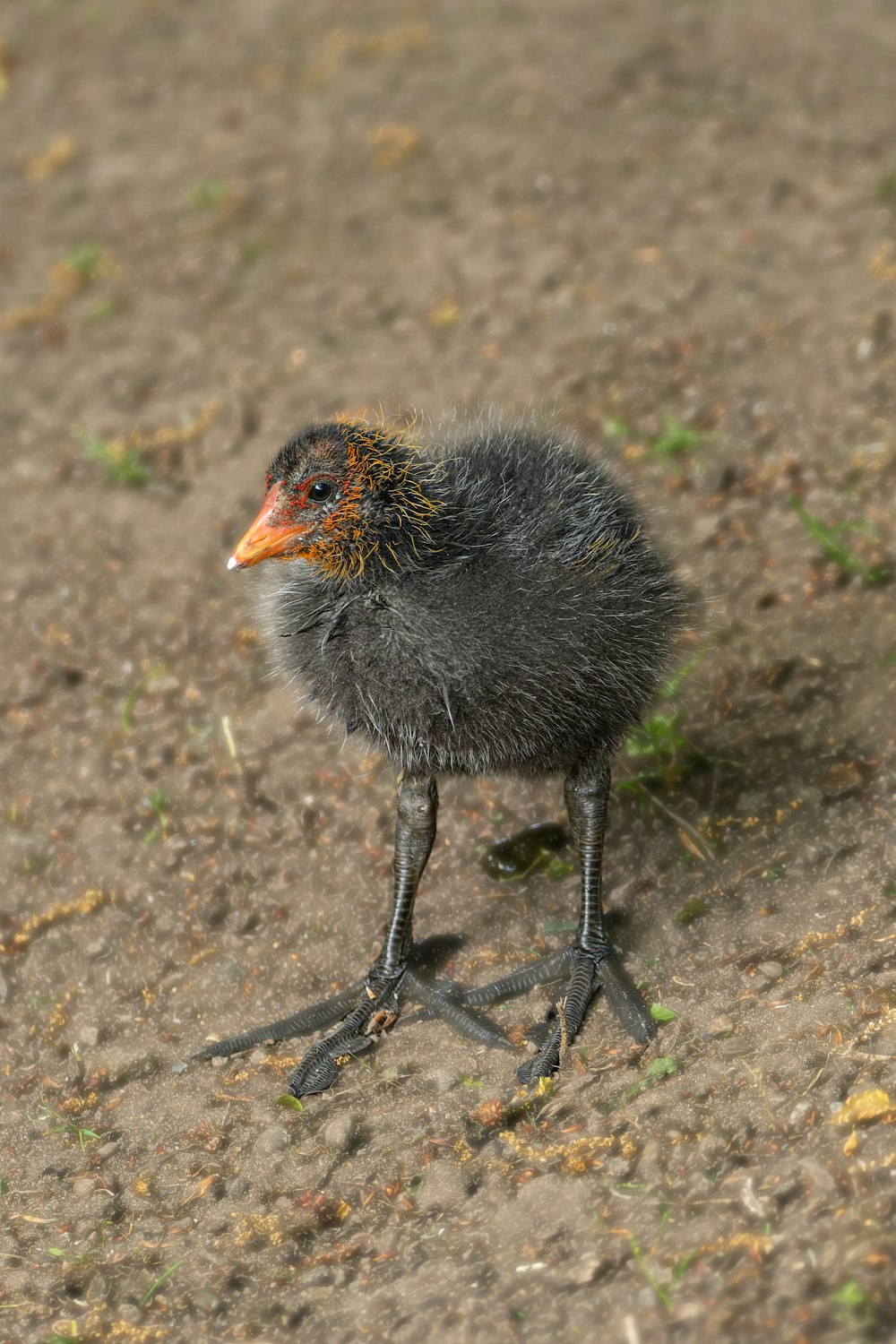 a small bird standing on top of a dirt field