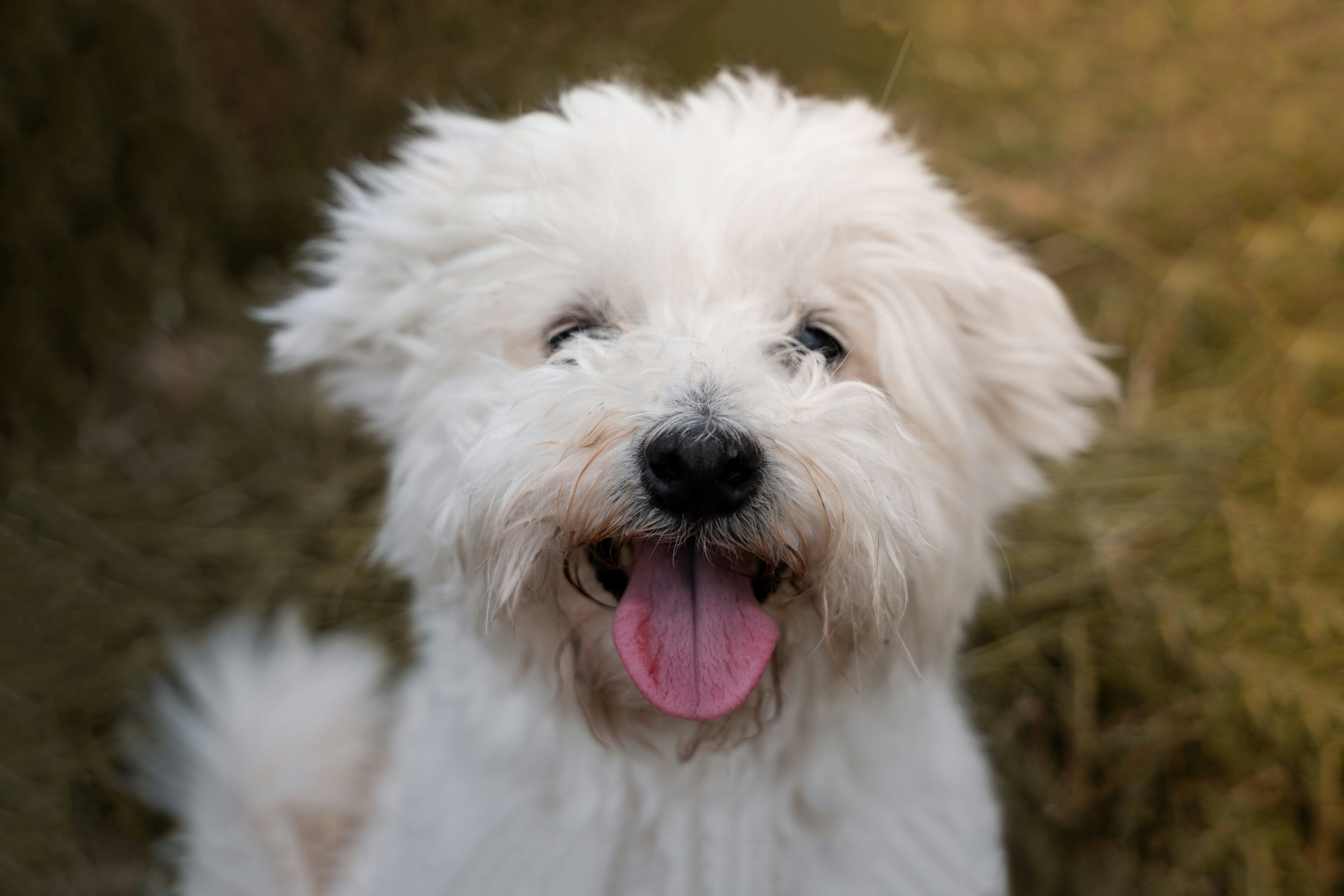 Bichon Maltese