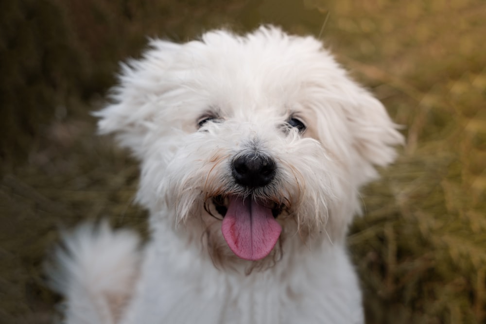 a close up of a dog with its tongue out