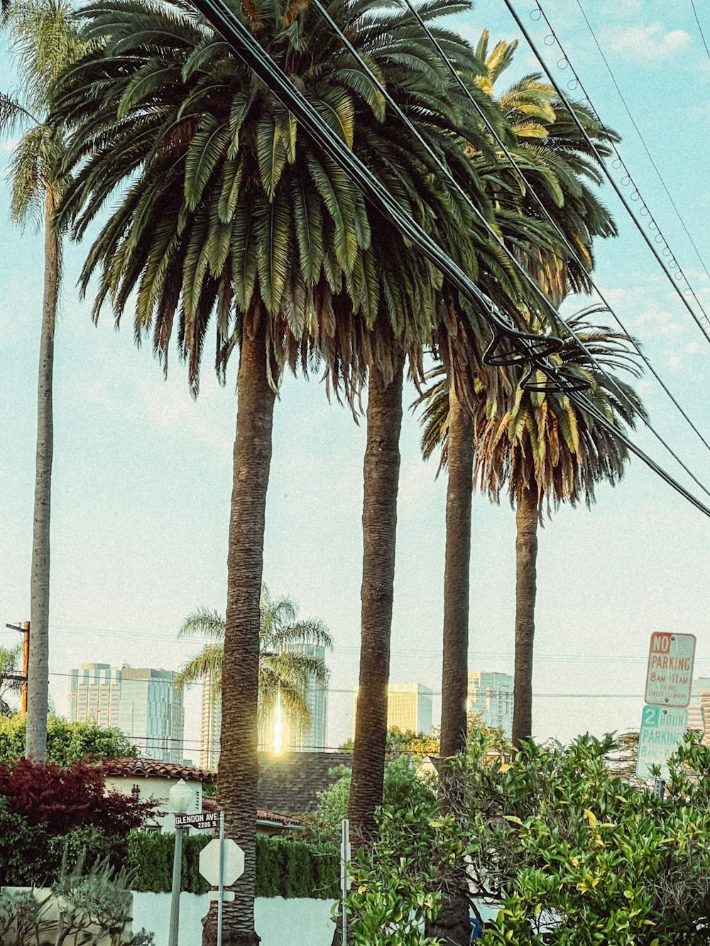 a row of palm trees on a city street