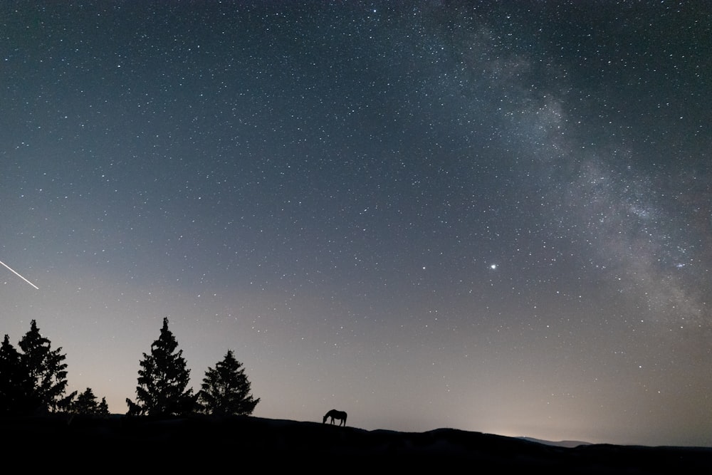 the night sky with stars and a horse in the foreground
