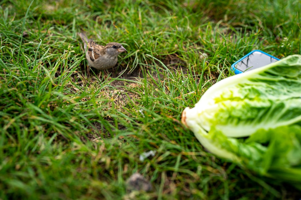 a small bird sitting on top of a lush green field