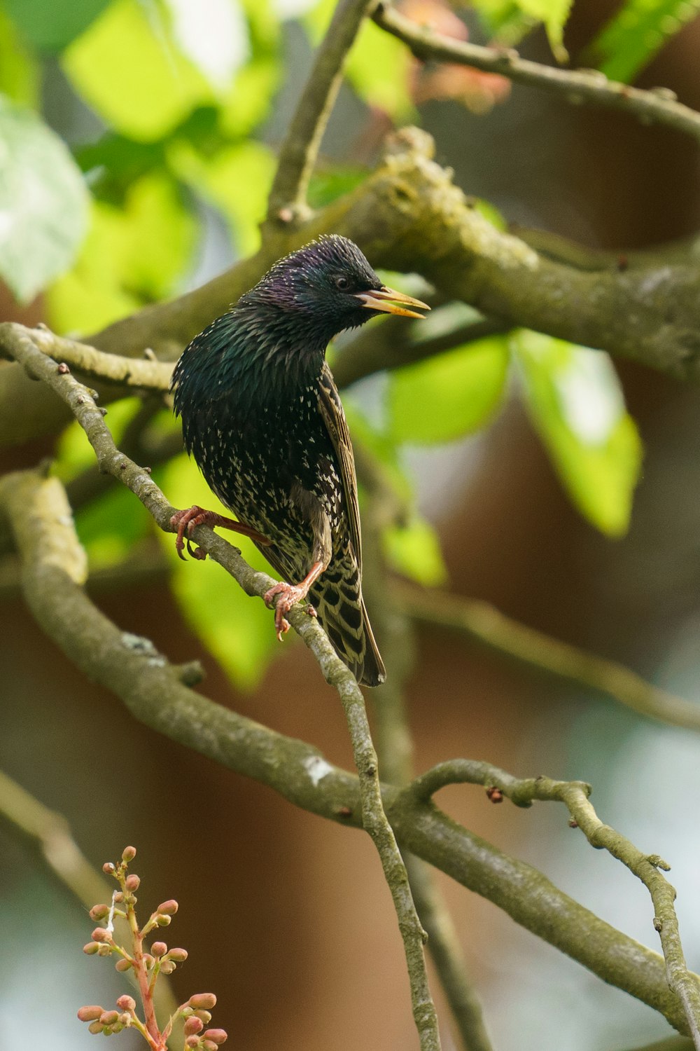 um pequeno pássaro empoleirado em um galho de uma árvore