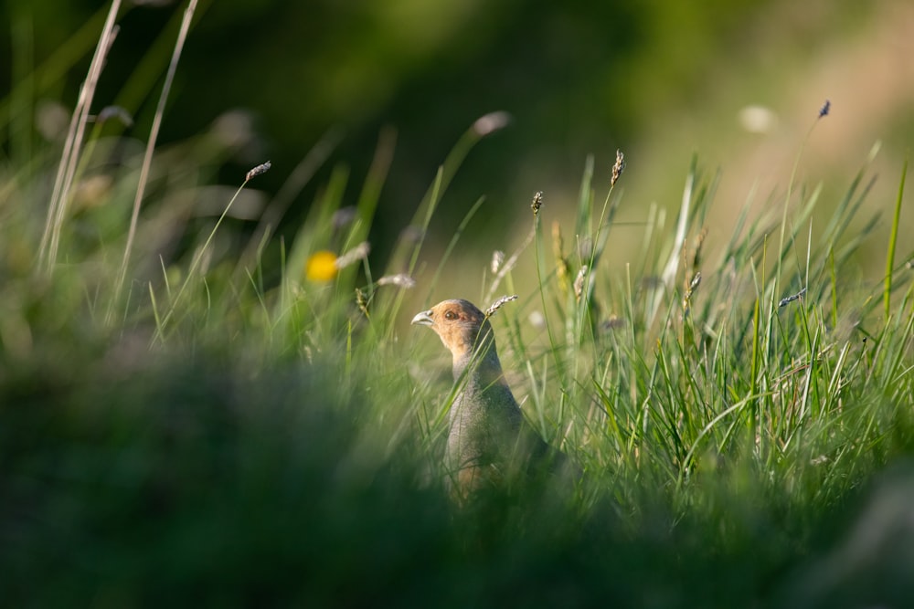 a small bird standing in the tall grass