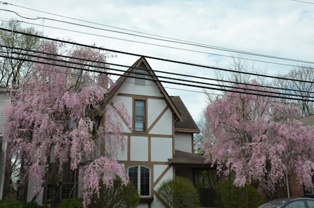 A house with Tudor-style architecture is surrounded by blooming cherry blossom trees. The sky is overcast, and multiple power lines are visible overhead.