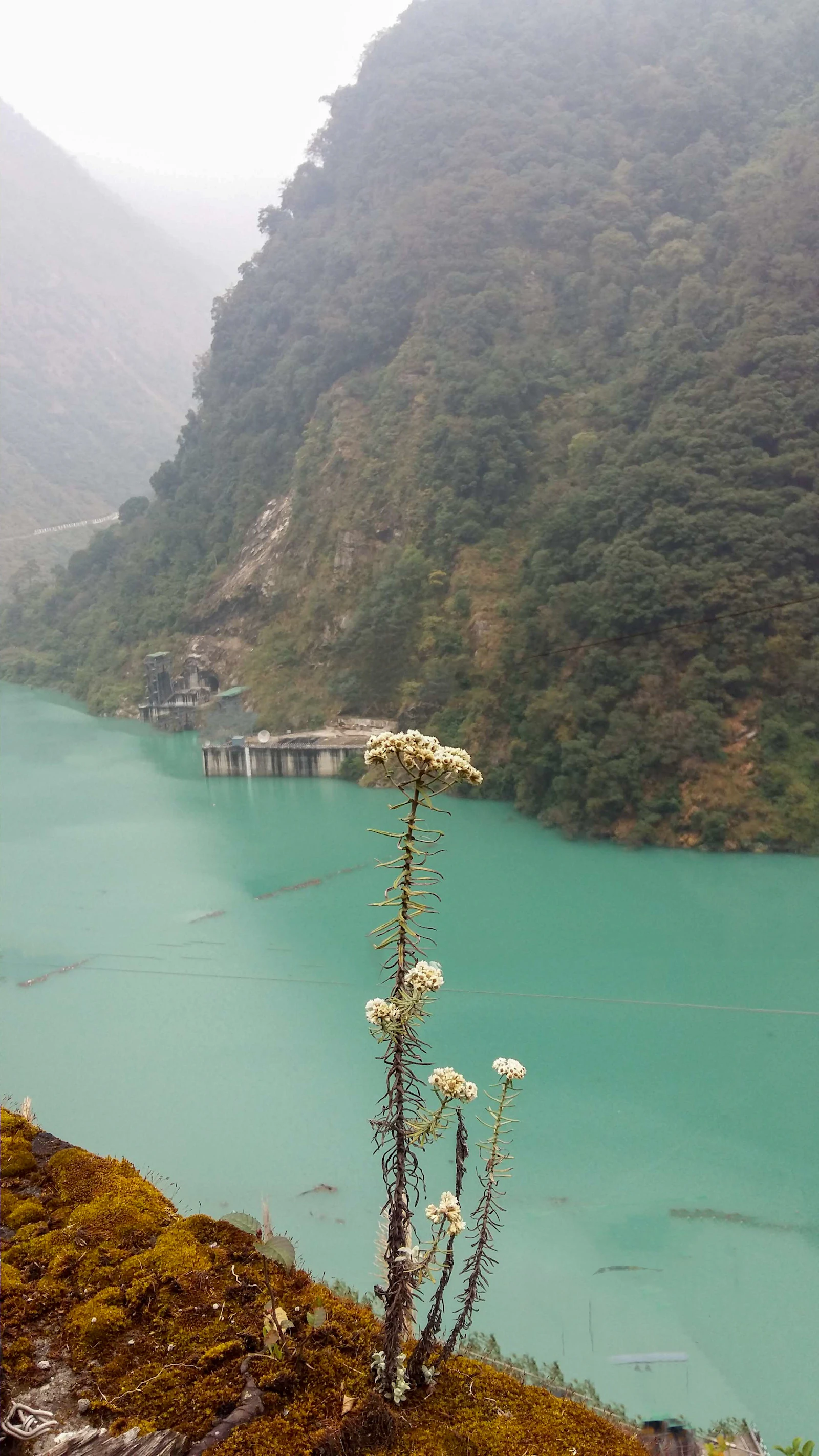 A turquoise river pooled between steep forested slopes in Sikkim, white wildflowers on a mossy bank in front