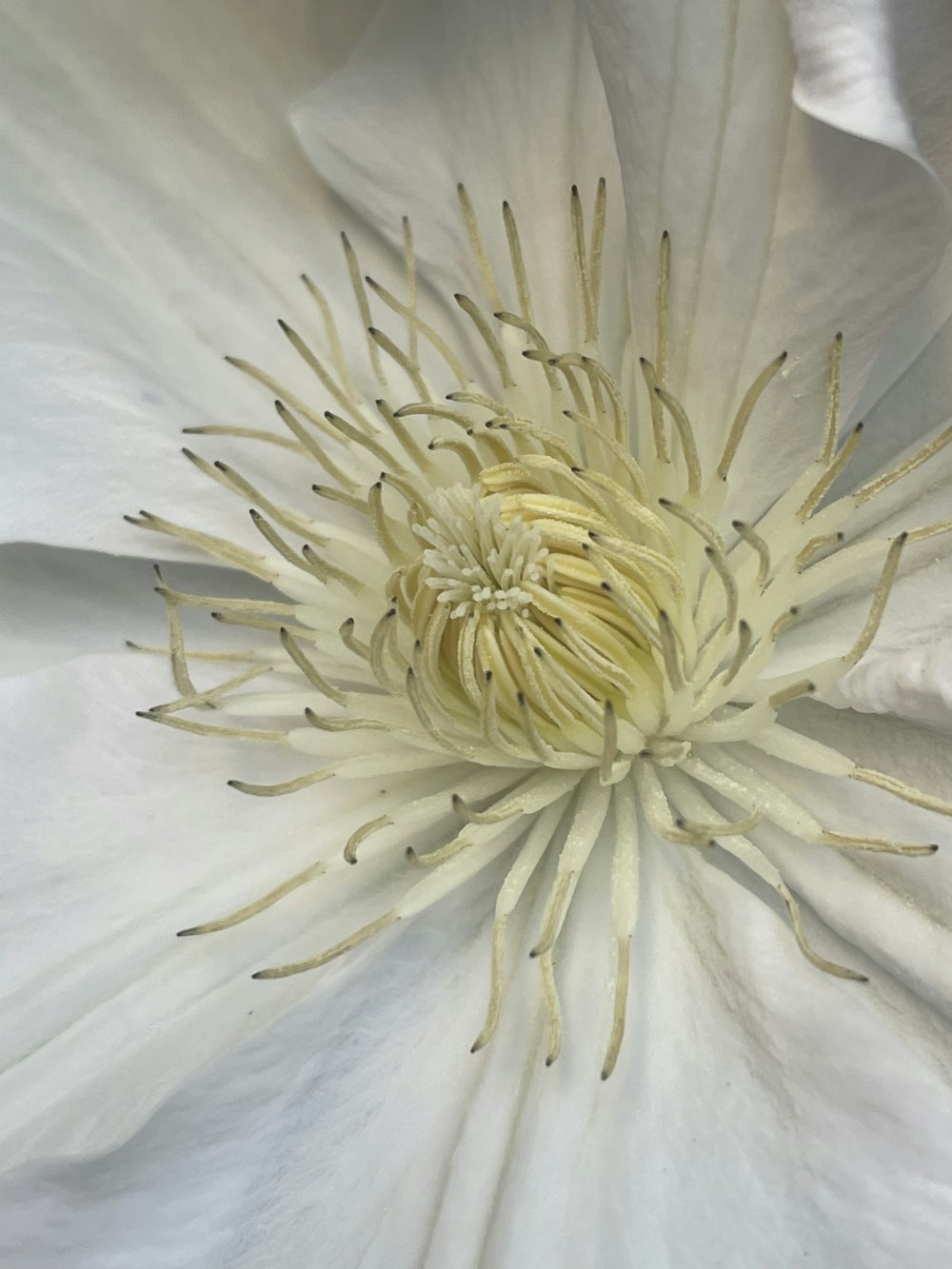 a close up of a large white flower