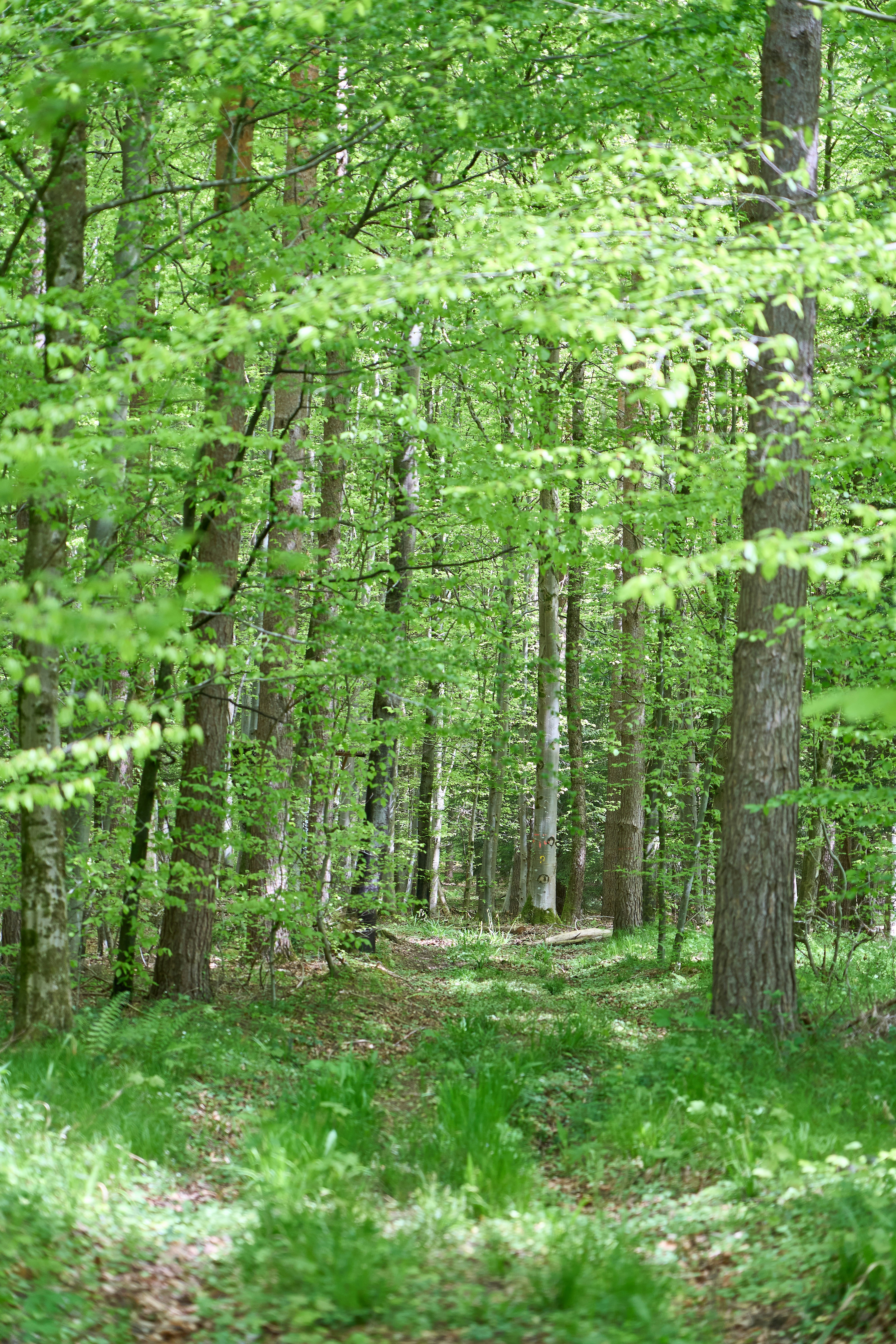 Photo by wolfgang_hasselmann