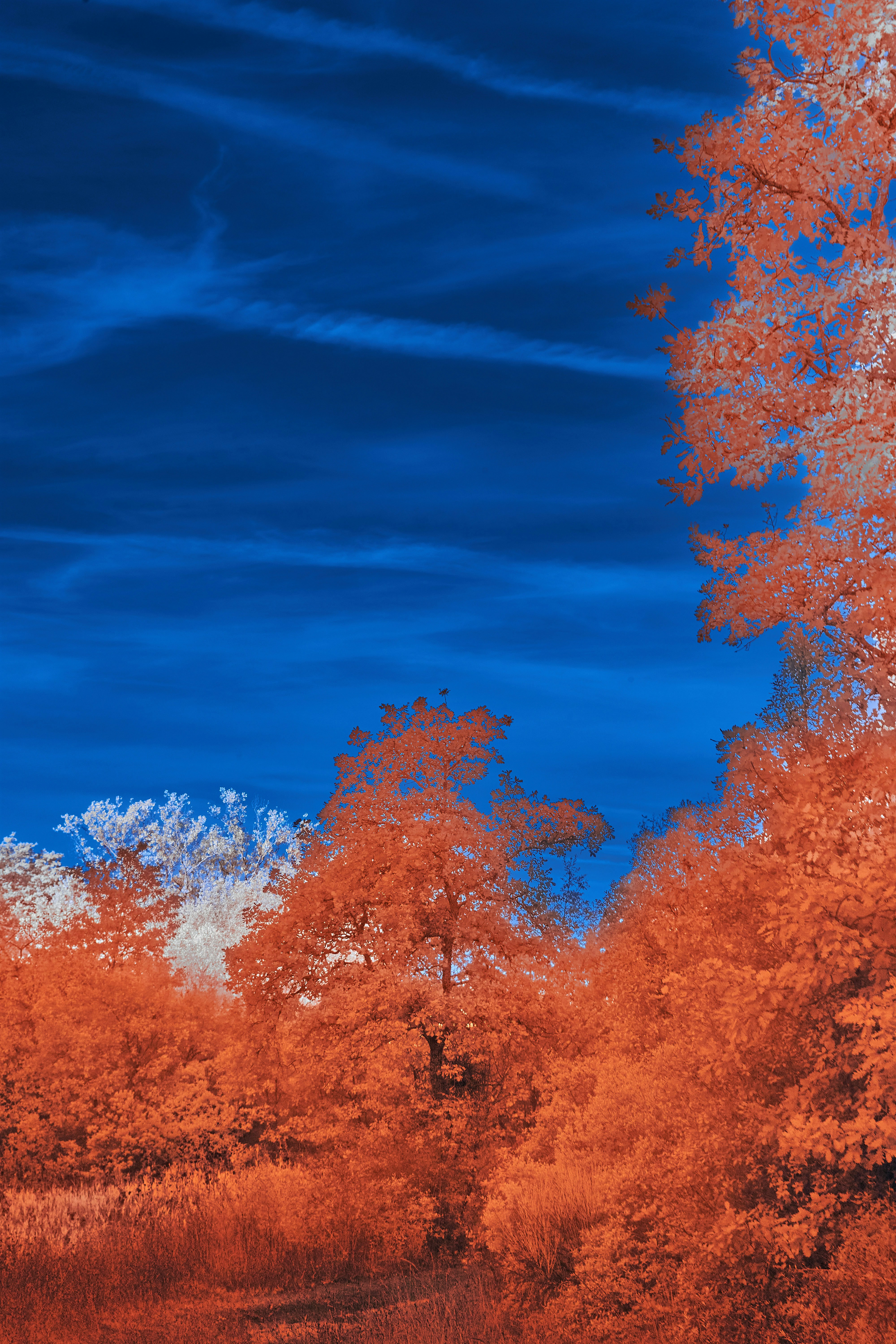 Photo by wolfgang_hasselmann