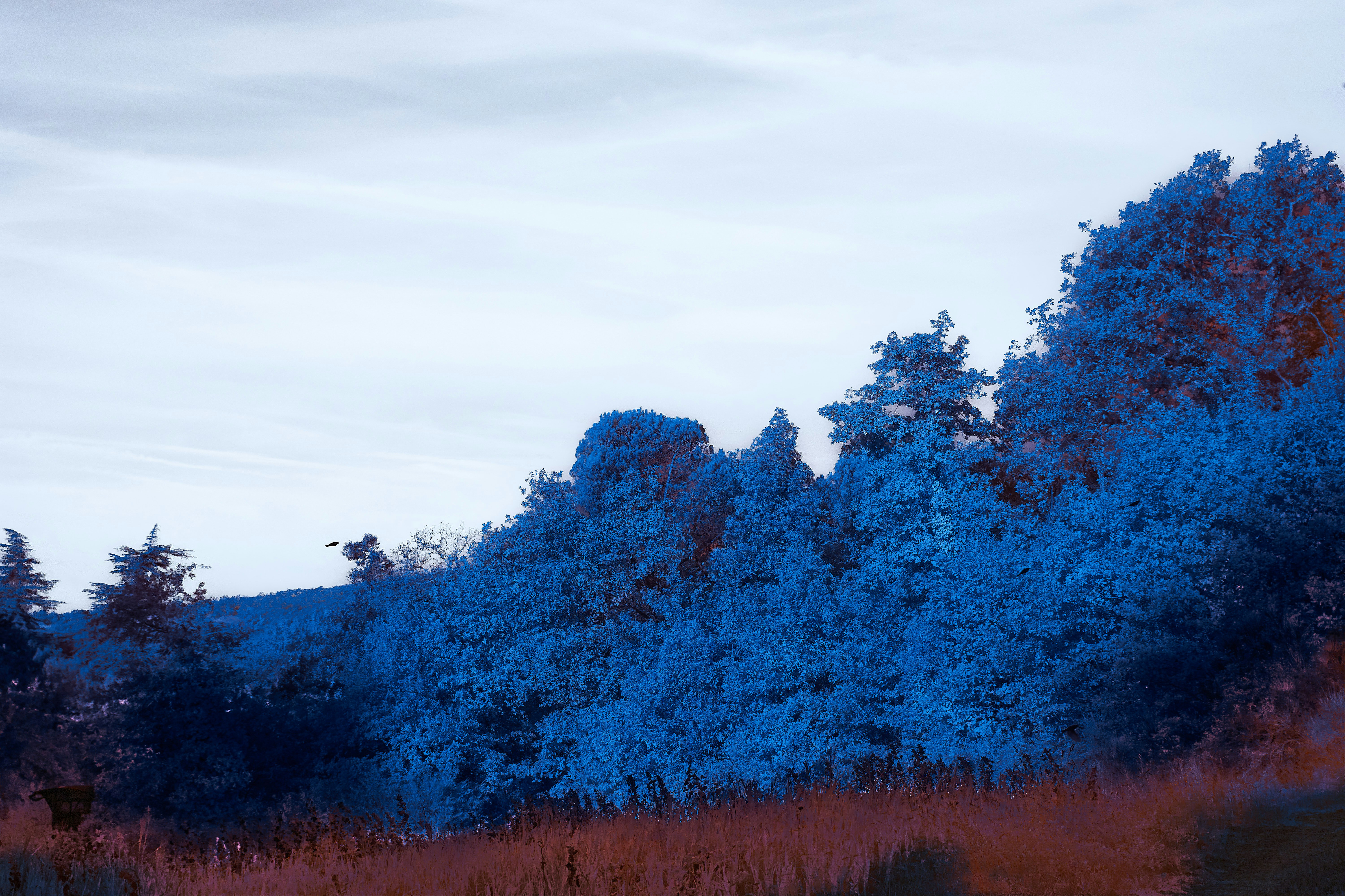 Photo by wolfgang_hasselmann