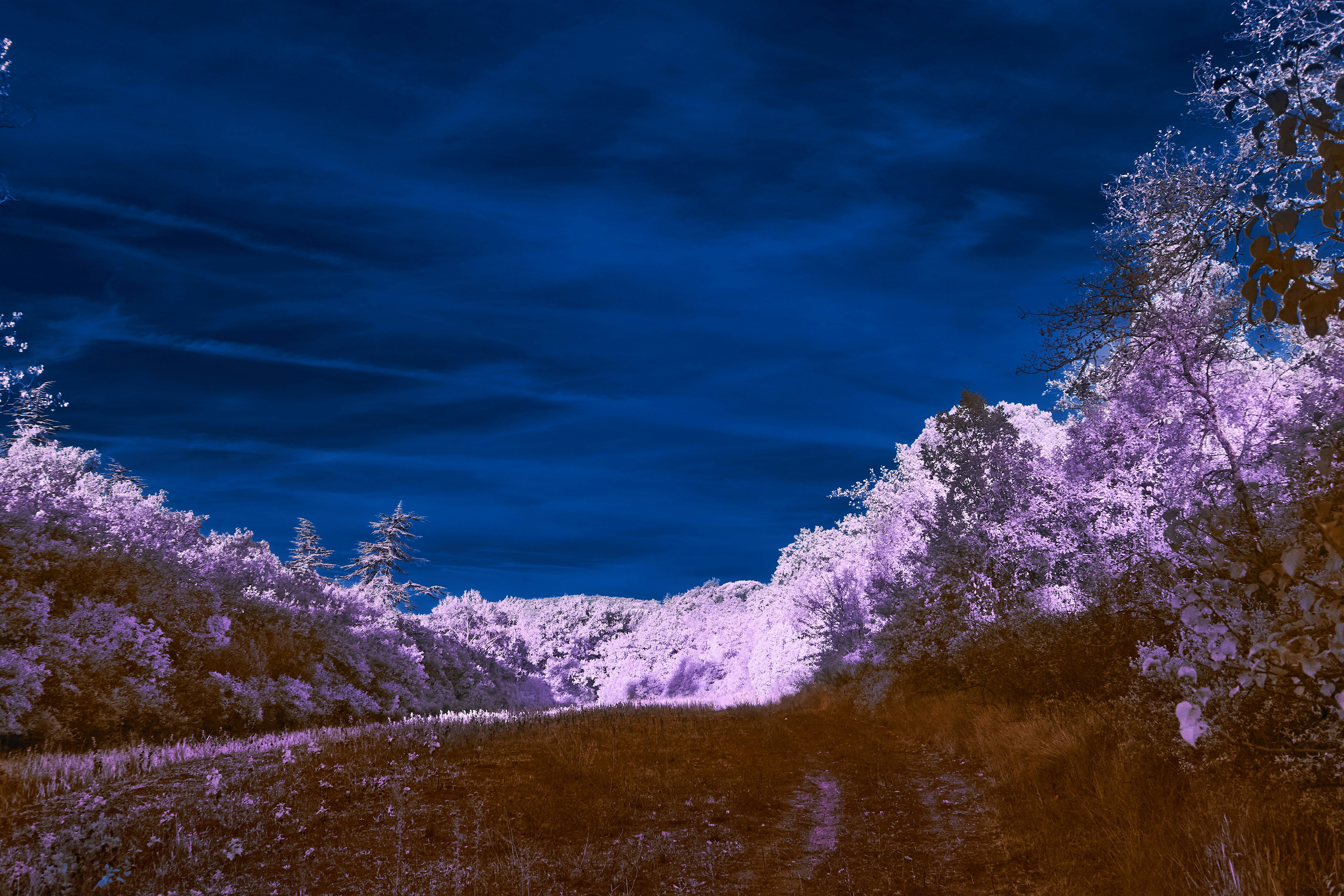 Photo by wolfgang_hasselmann