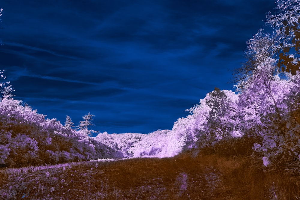 a dirt road surrounded by trees under a blue sky