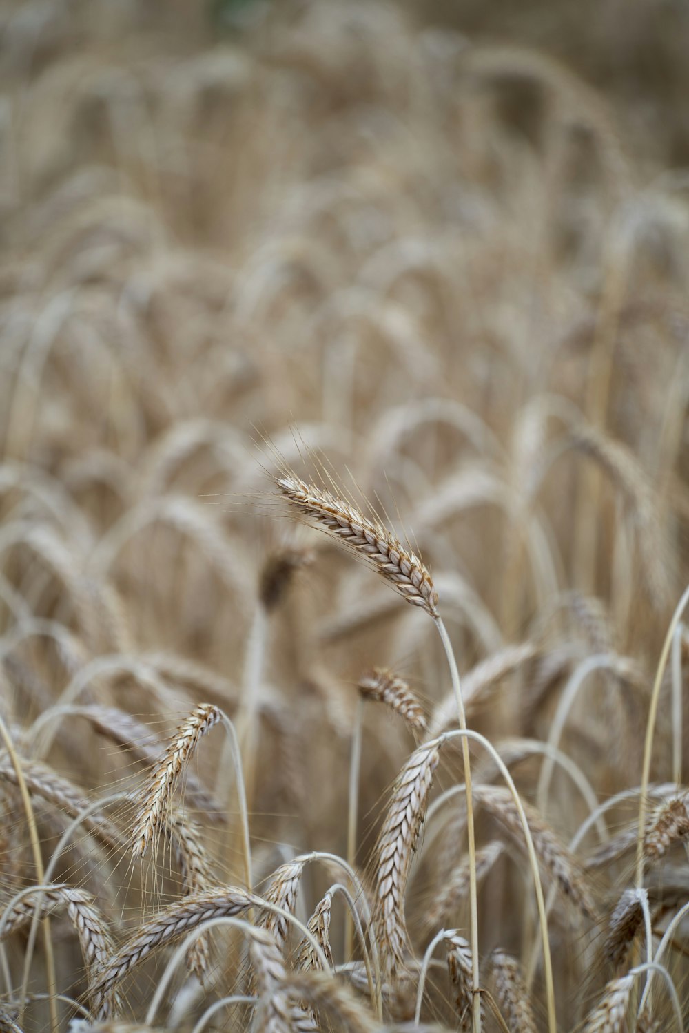 a field of ripe wheat ready to be harvested