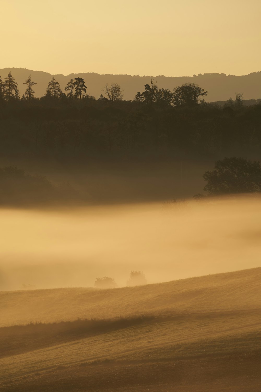 a foggy field with trees in the distance