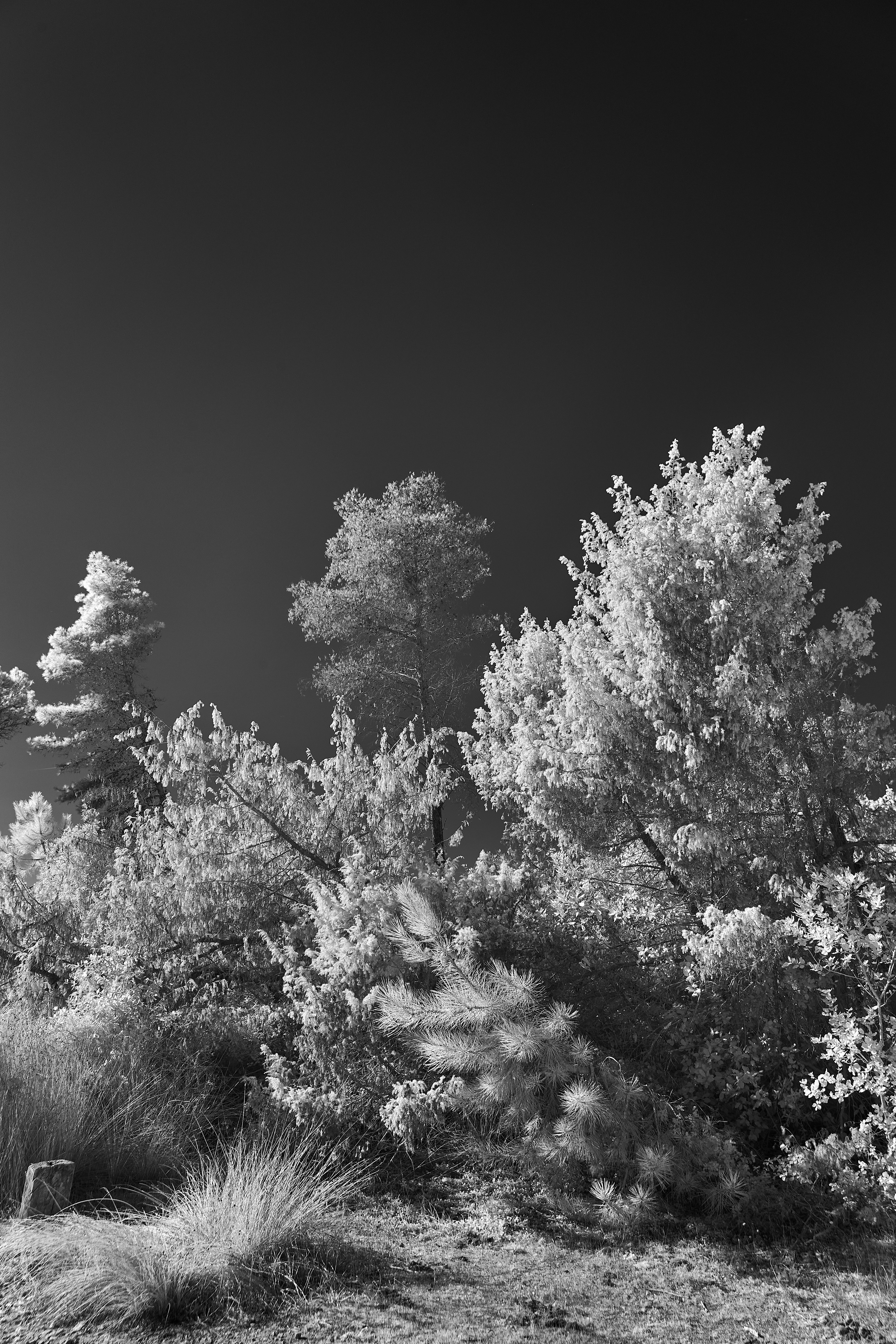 Photo by wolfgang_hasselmann