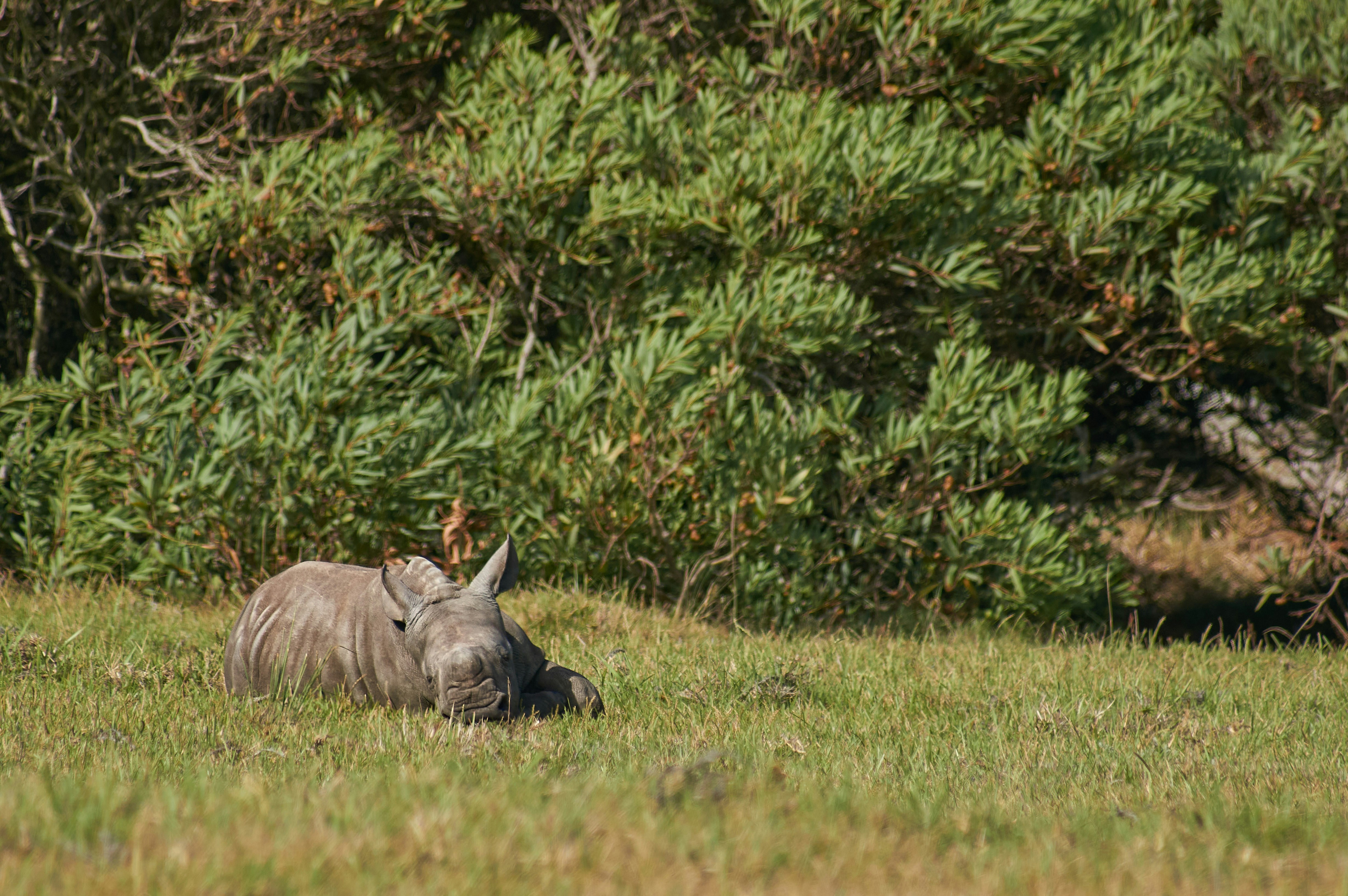 Photo by wolfgang_hasselmann