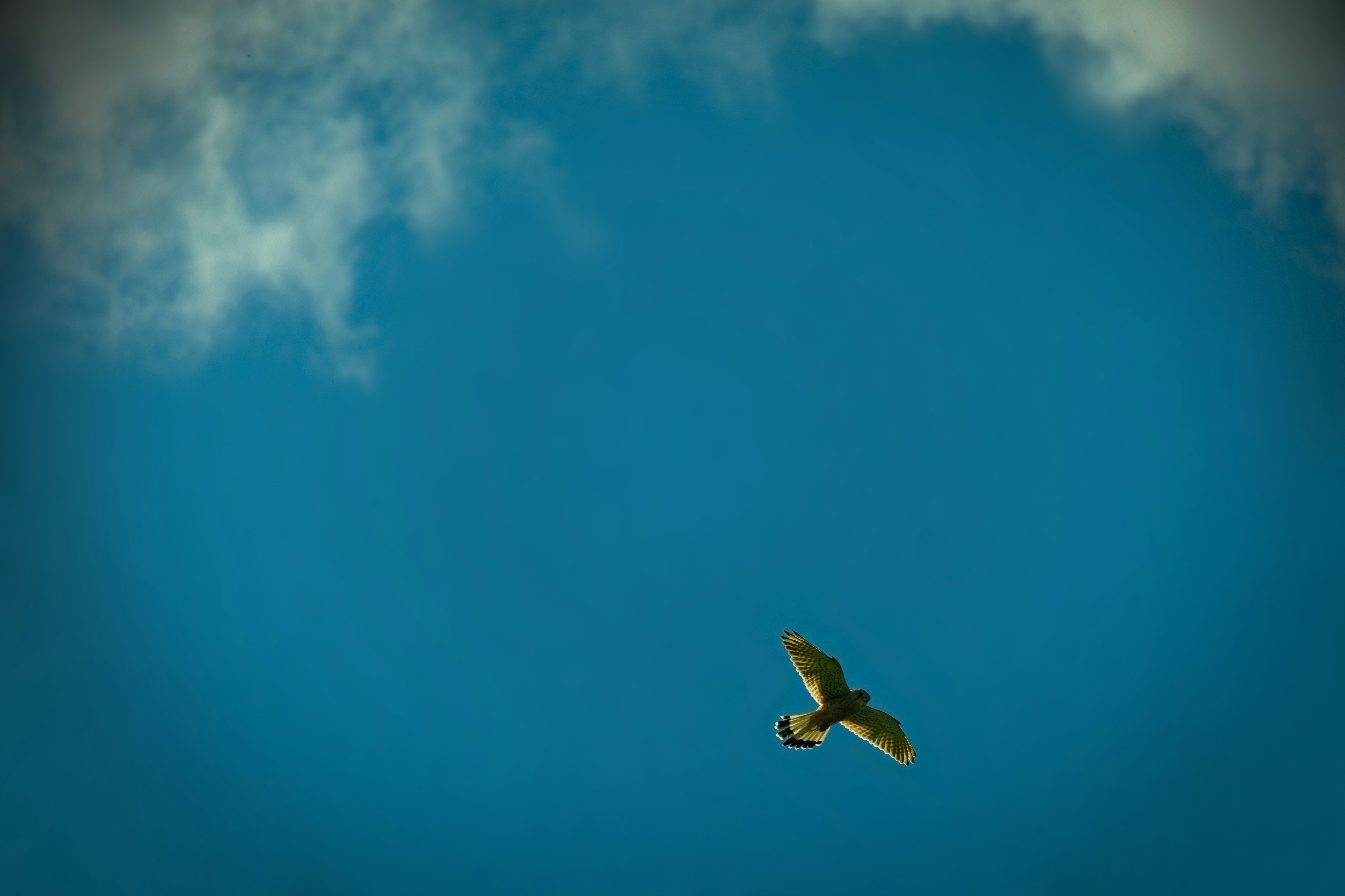 Photo by zaralazarov