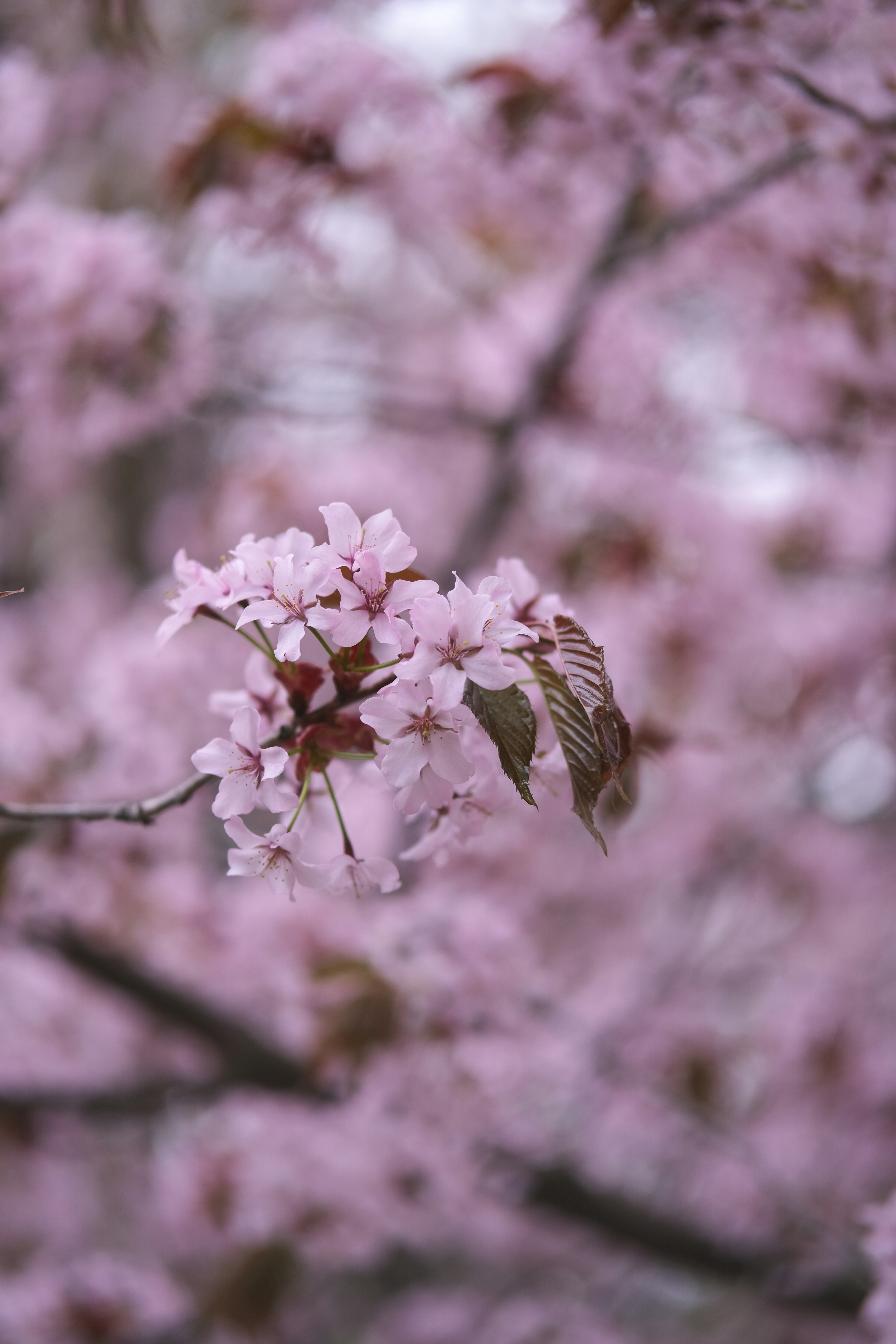 Photo by rolig_basseng