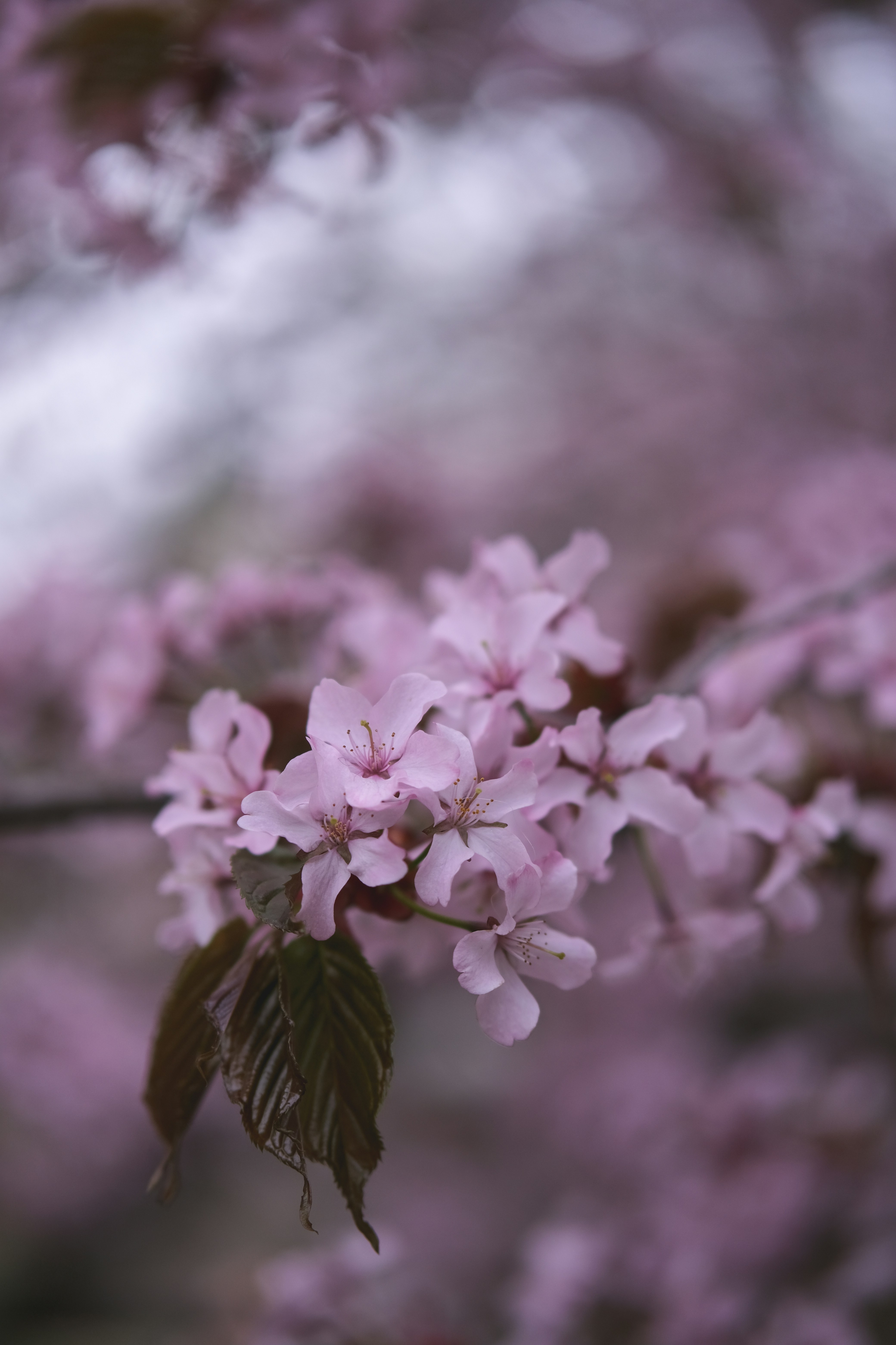 Photo by rolig_basseng