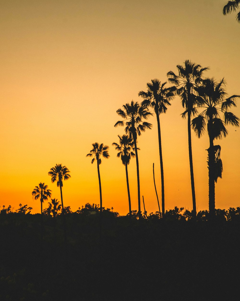 a group of palm trees silhouetted against a sunset