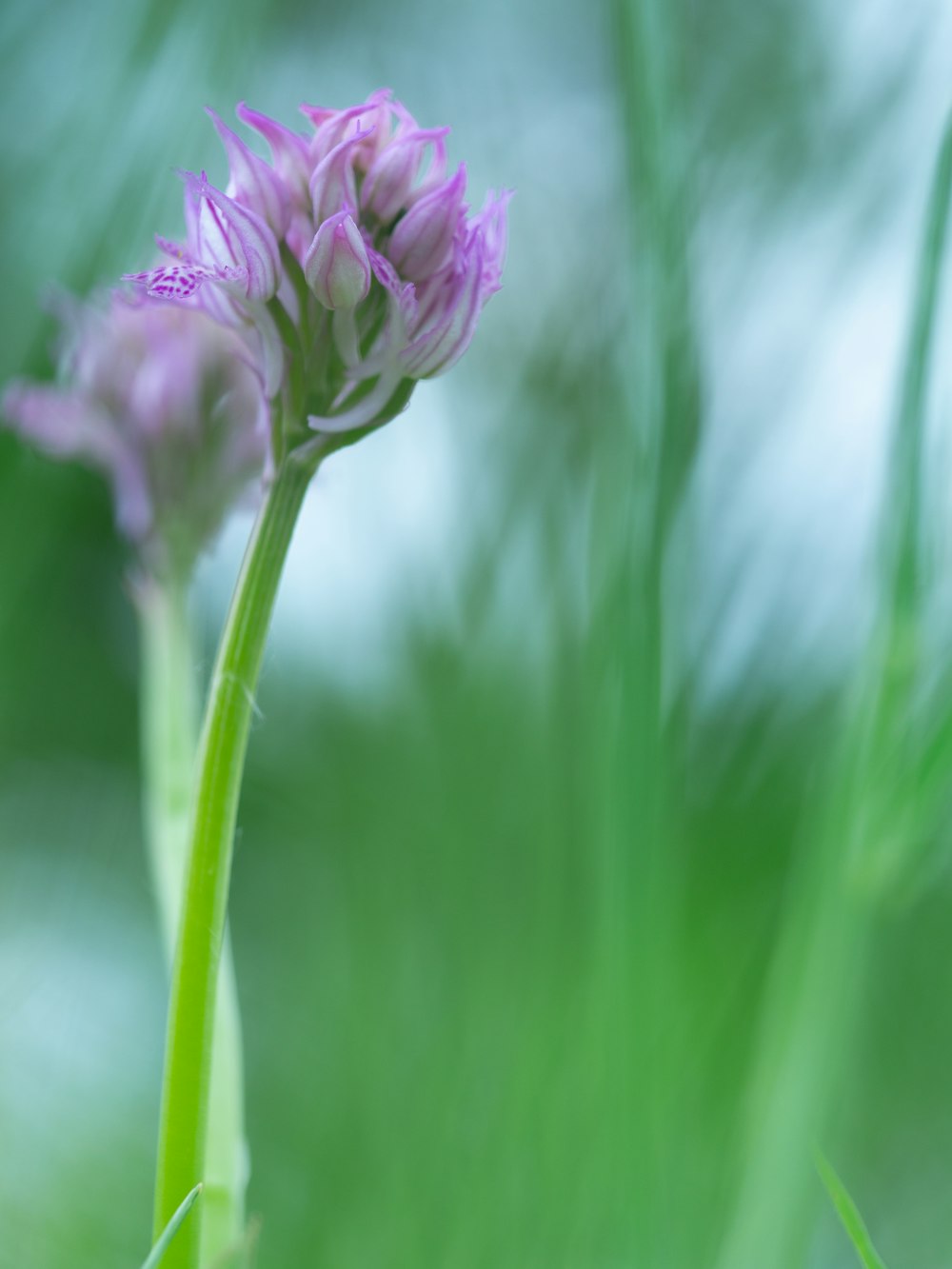 a close up of a purple flower in the grass