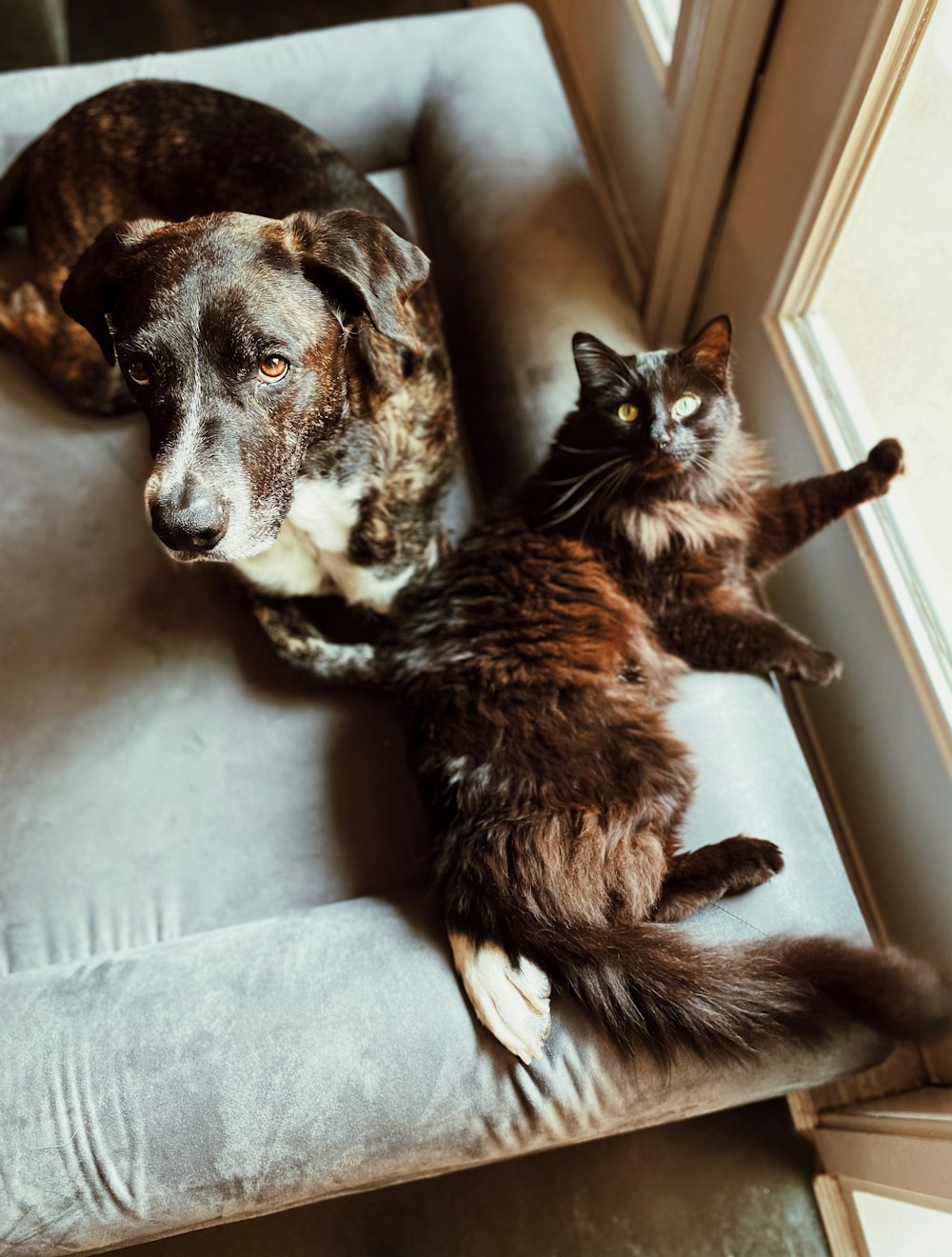 um cão e um gato deitados em uma cadeira