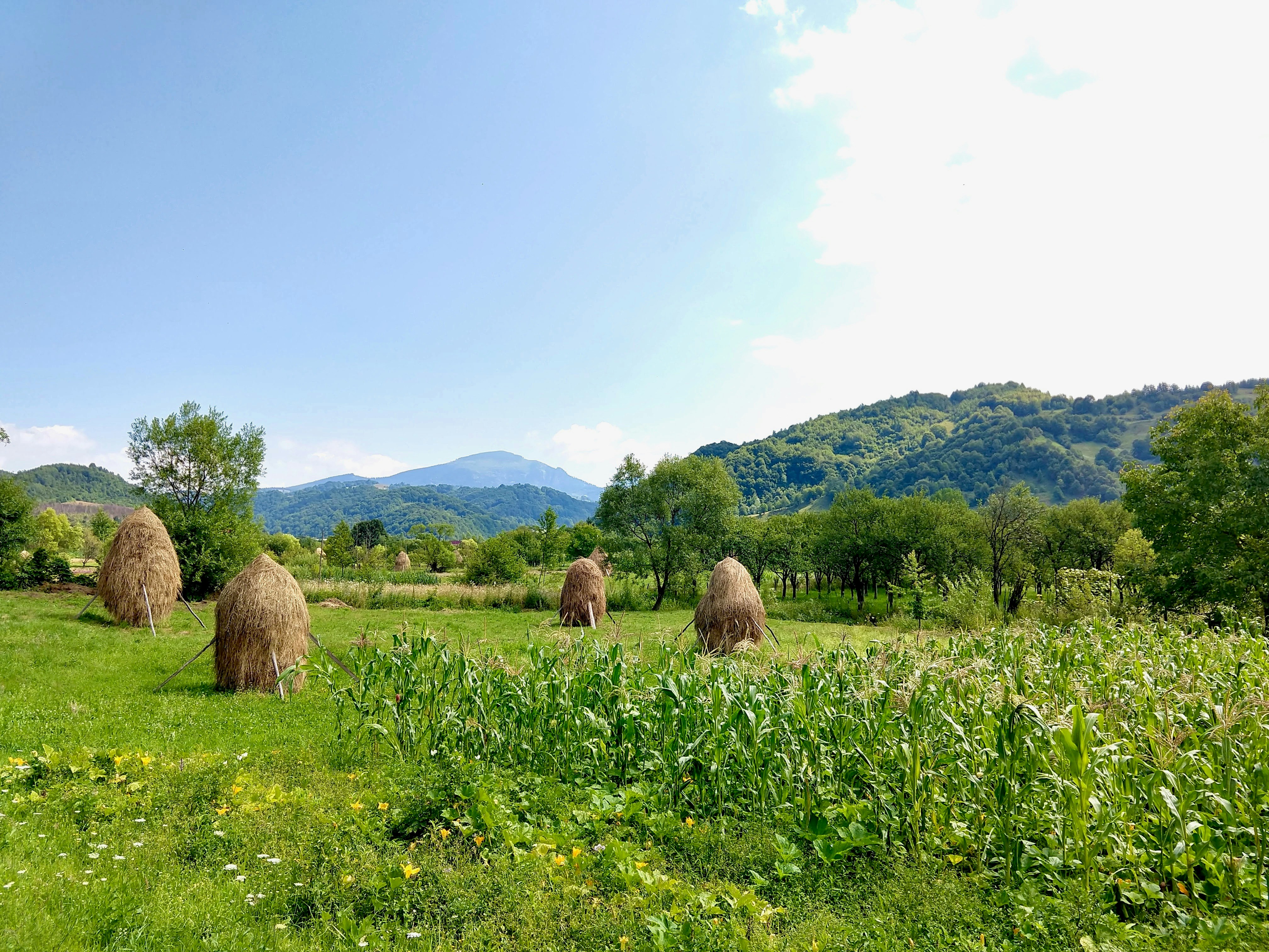 a group of hay bales in a field with mountains in the background