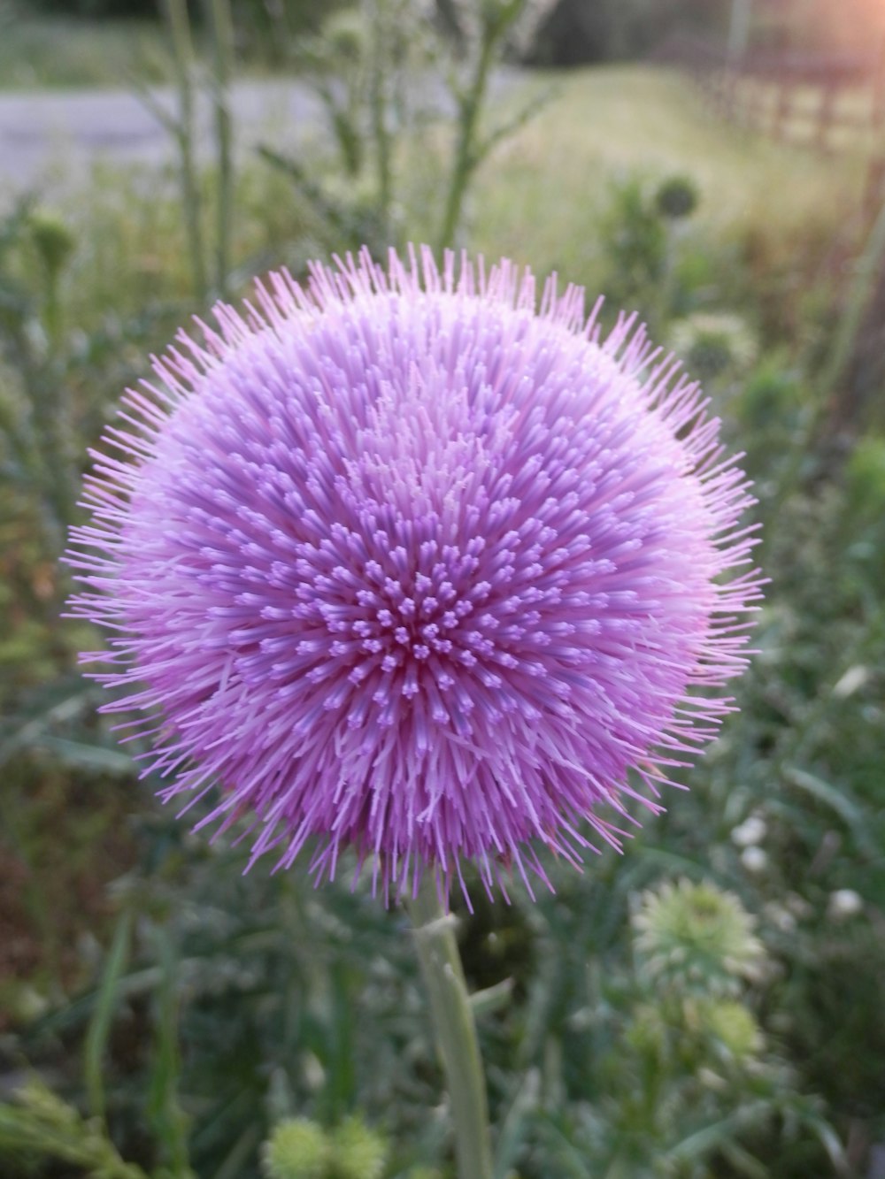 a close up of a purple flower in a field