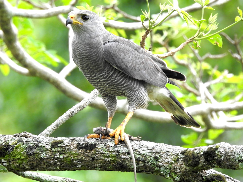 a bird perched on a branch in a tree