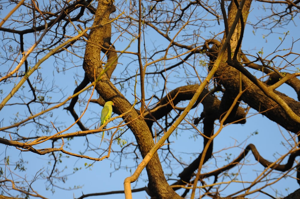 a bird perched on a branch of a tree