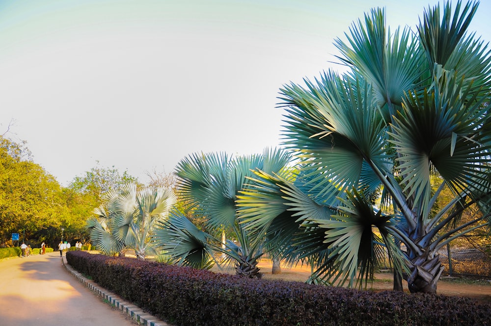 a group of people walking down a path lined with palm trees