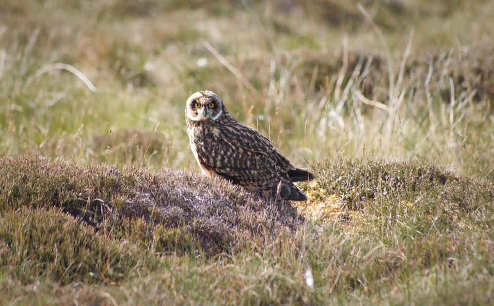 an owl is standing in a field of grass